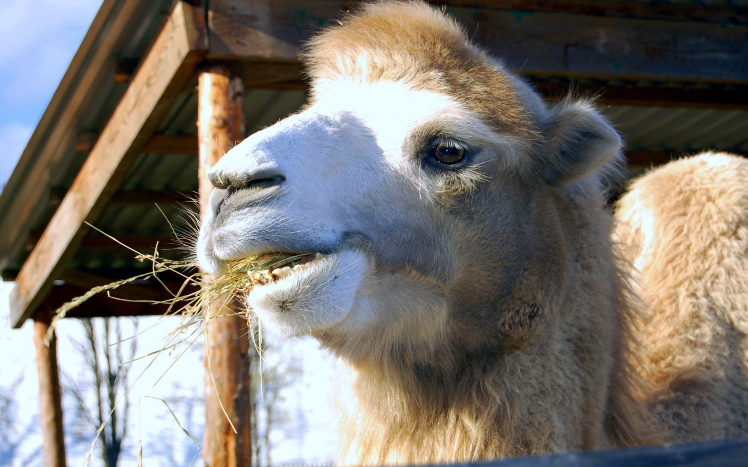 Laden Sie das Tiere, Kamel-Bild kostenlos auf Ihren PC-Desktop herunter