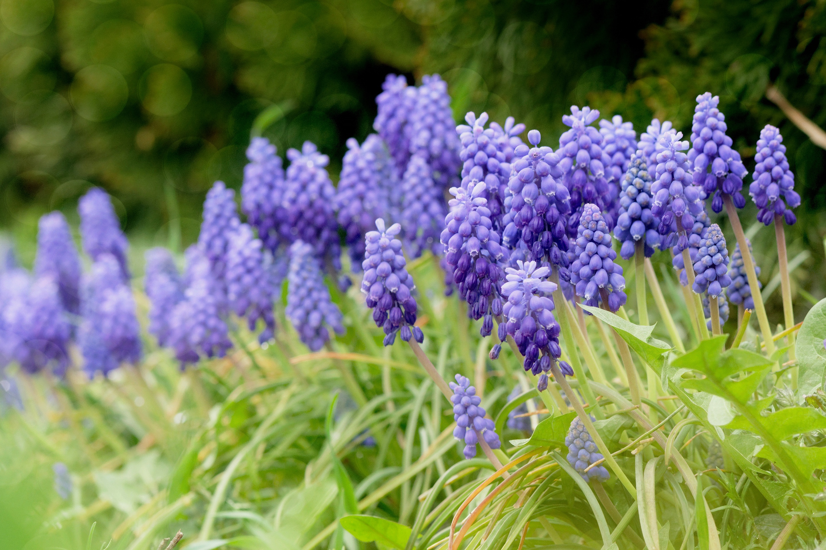Free download wallpaper Flowers, Hyacinth, Blur, Earth, Spring, Purple Flower on your PC desktop