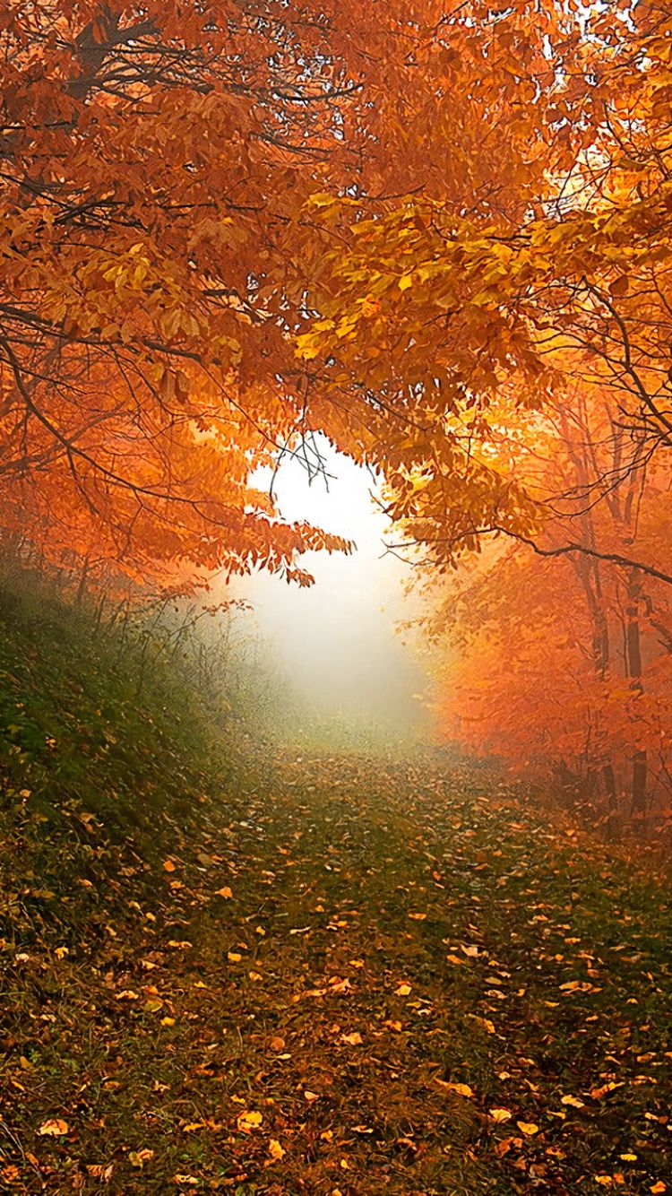 Download mobile wallpaper Forest, Tree, Fall, Earth, Path for free.