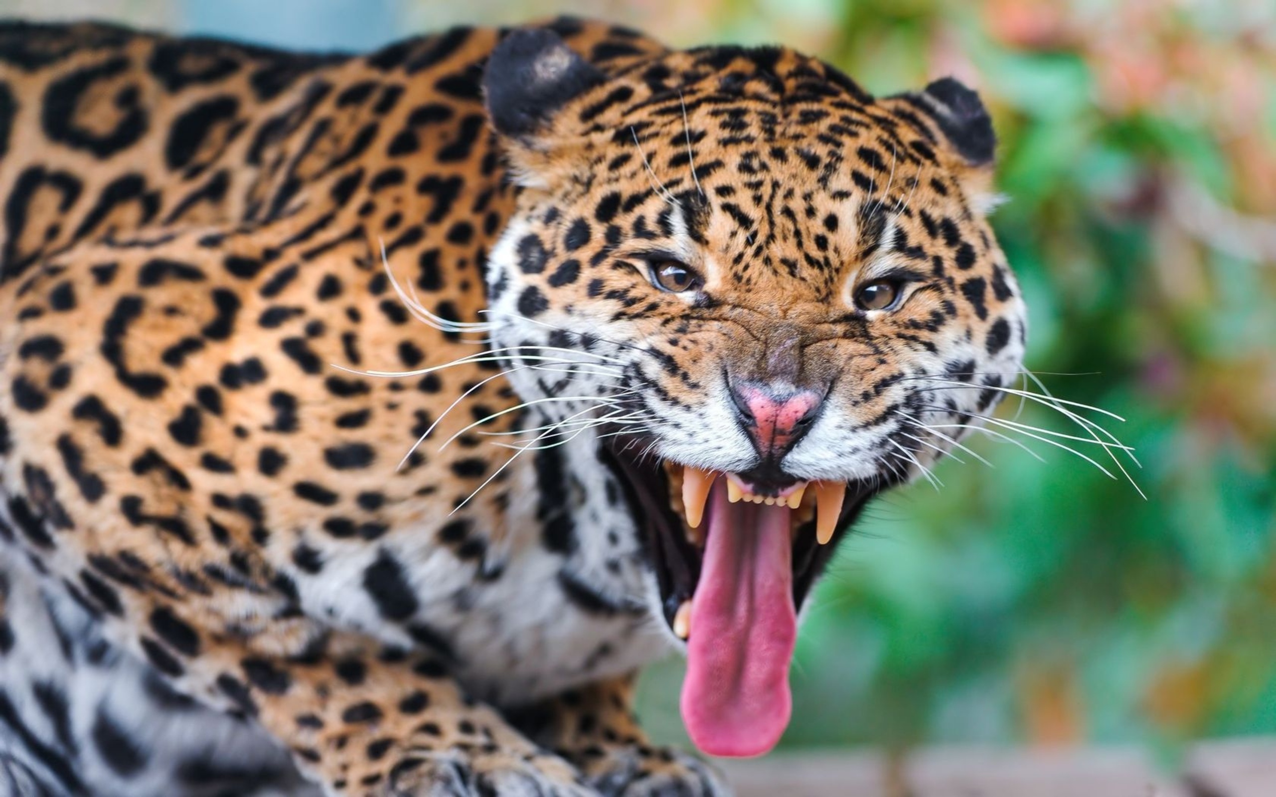 Baixar papel de parede para celular de Animais, Onça Pintada gratuito.