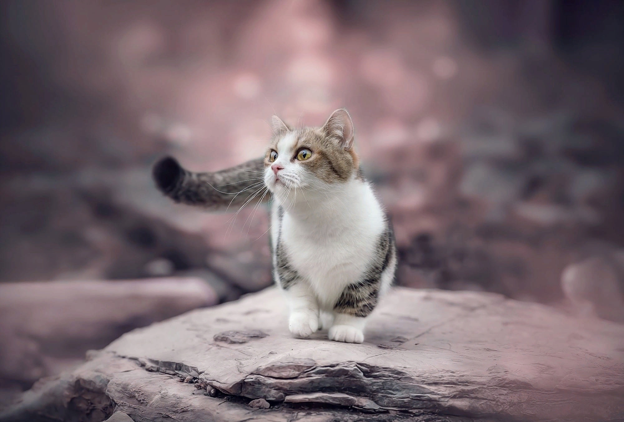 Descarga gratuita de fondo de pantalla para móvil de Animales, Gatos, Gato, Gatito, Bebe Animal.