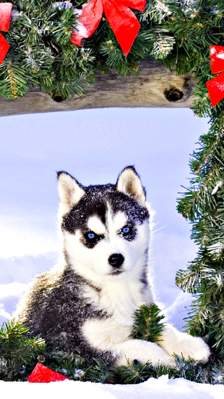 Download mobile wallpaper Christmas, Holiday, Puppy, Husky, Baby Animal for free.