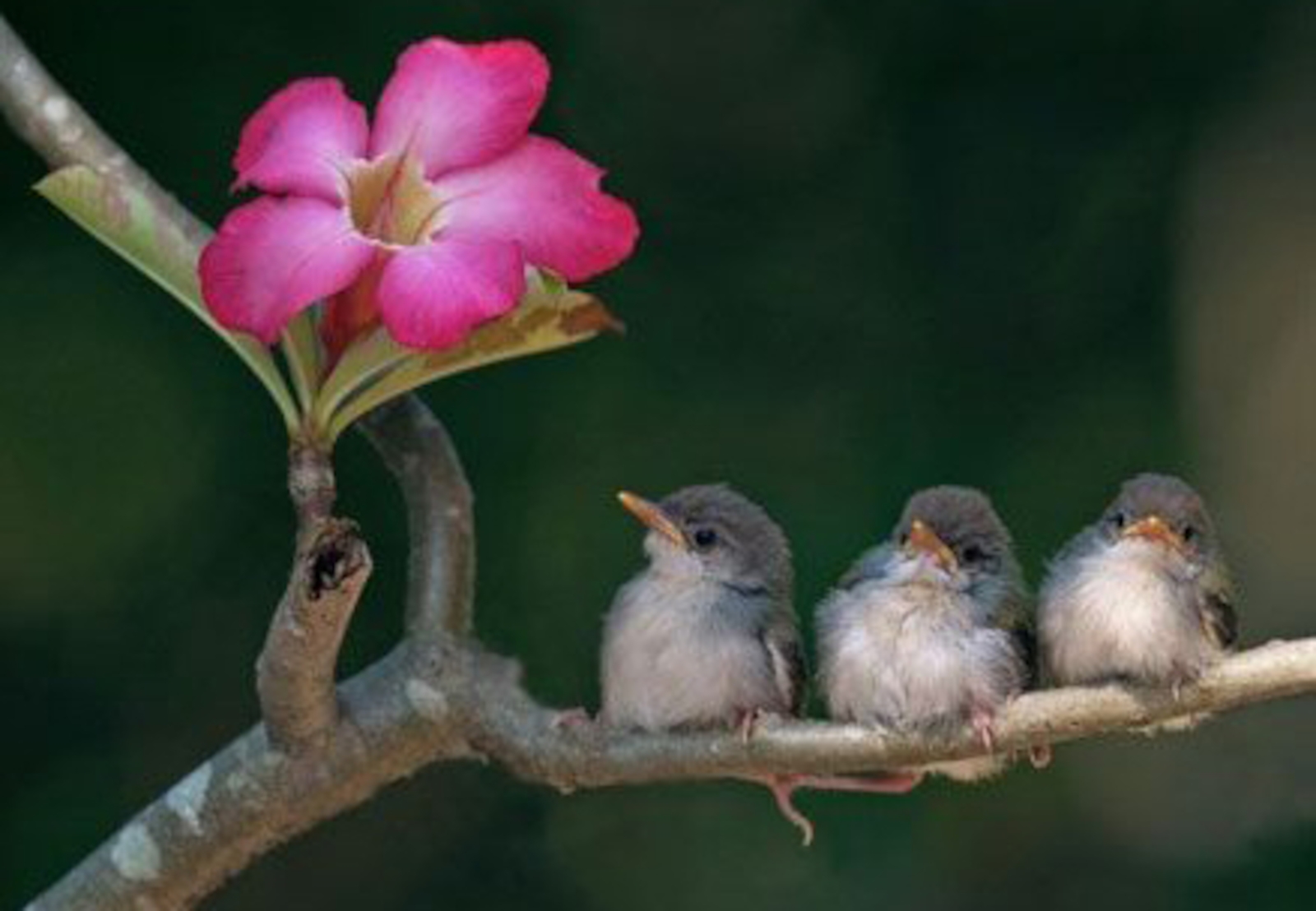 Download mobile wallpaper Flower, Bird, Branch, Animal, Spring for free.