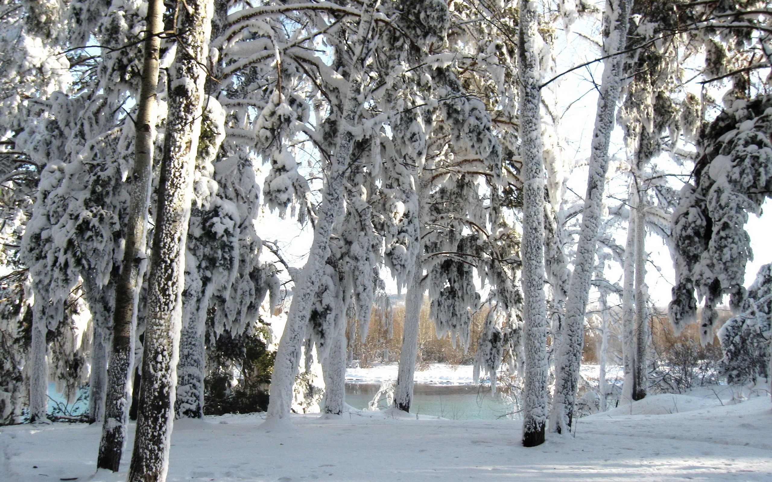 Скачать обои бесплатно Снег, Зима, Деревья, Природа картинка на рабочий стол ПК