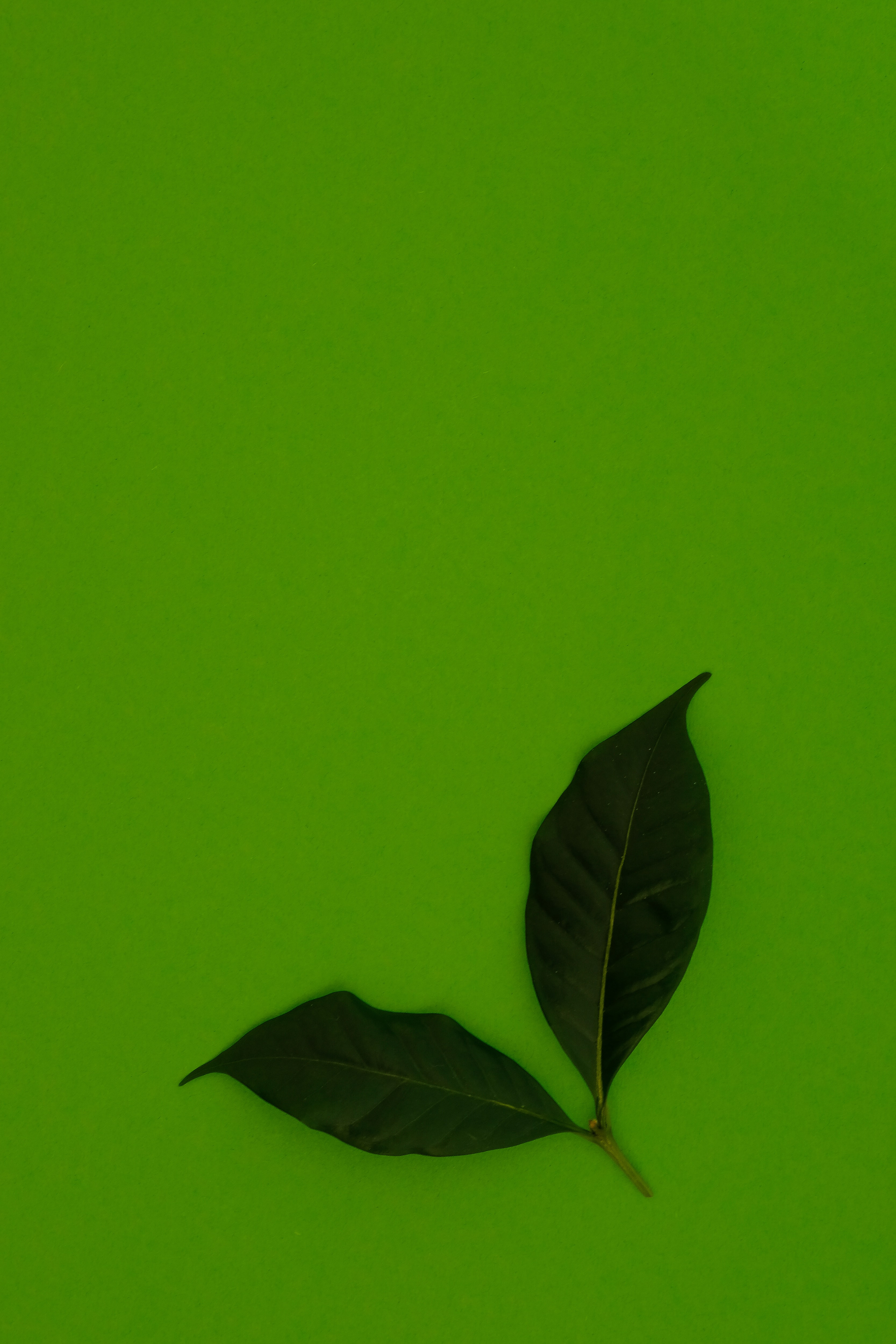 Скачать обои бесплатно Зеленый, Разное, Листья, Фон картинка на рабочий стол ПК