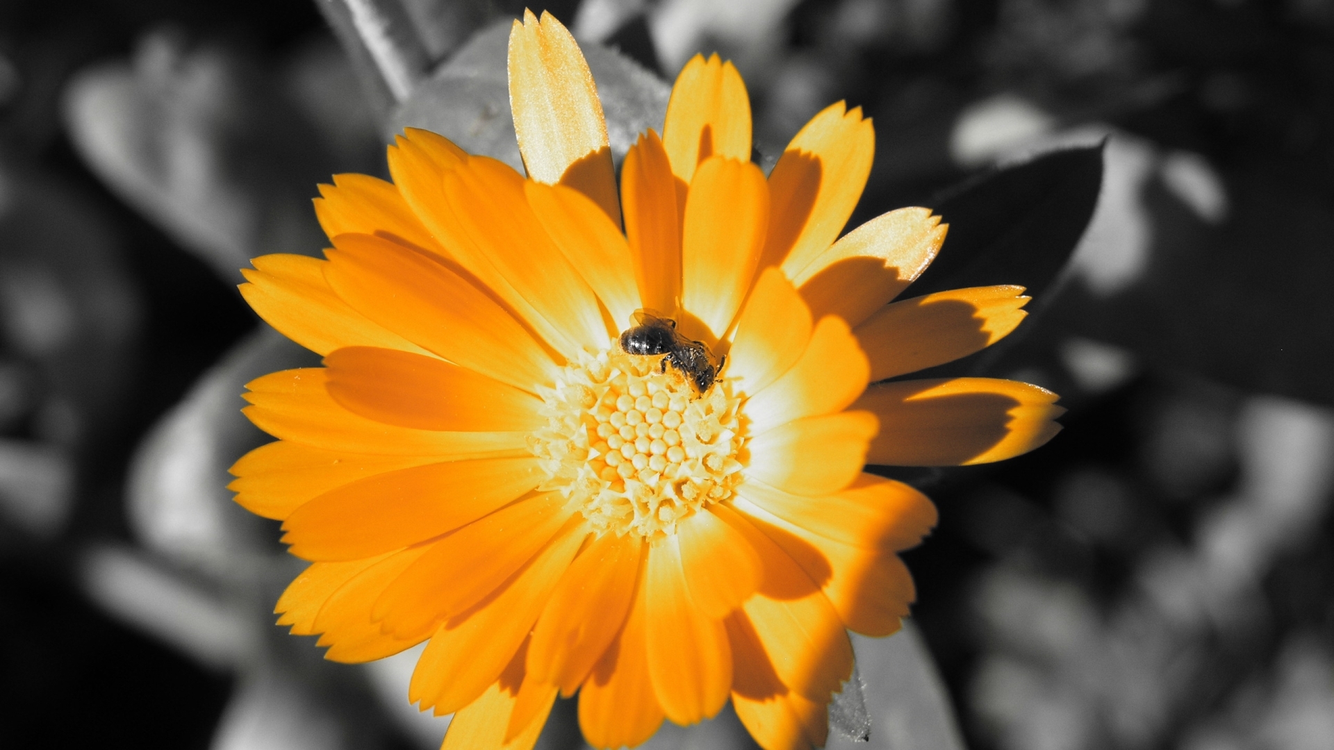 31003 baixar imagens flores, insetos, abelhas, amarelo - papéis de parede e protetores de tela gratuitamente