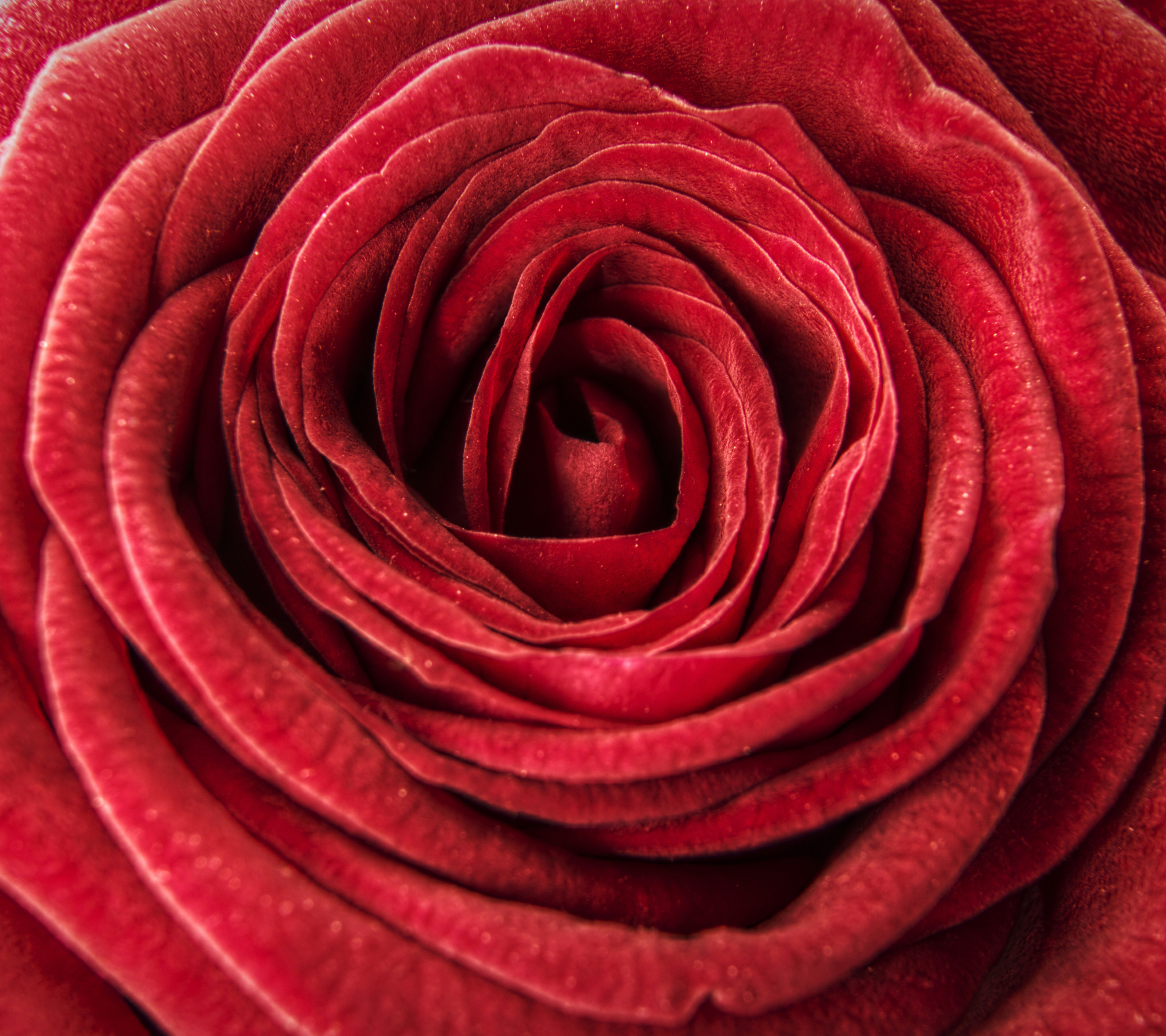 Скачать обои бесплатно Цветок, Роза, Земля, Красная Роза, Красный Цветок, Земля/природа, Флауэрсы картинка на рабочий стол ПК