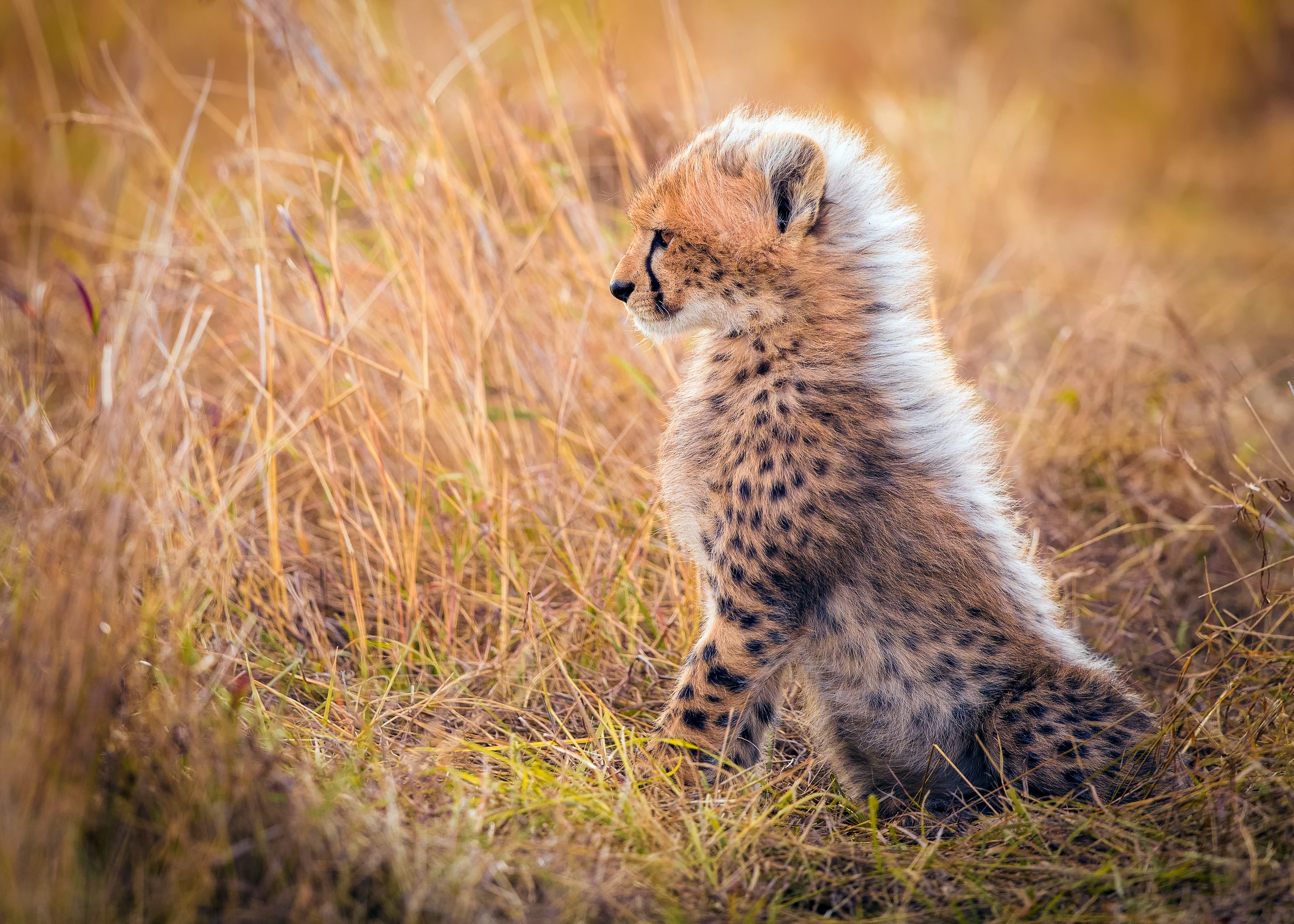 Handy-Wallpaper Tiere, Katzen, Gepard, Tierbaby, Jungtier kostenlos herunterladen.