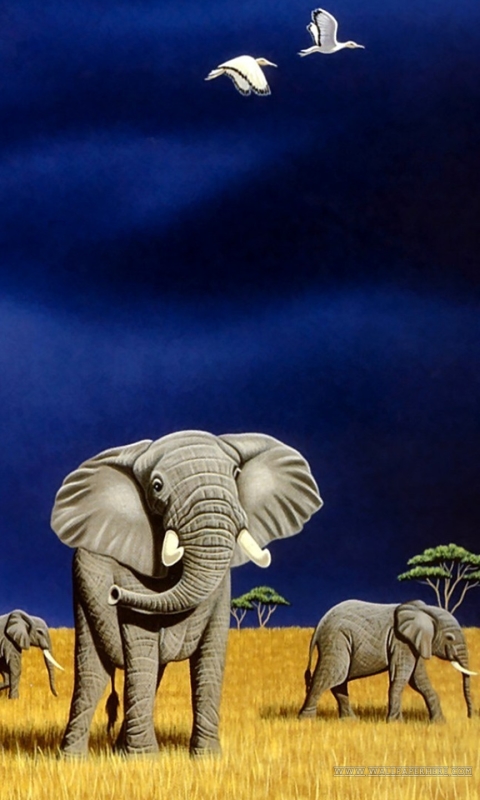 Descarga gratuita de fondo de pantalla para móvil de Animales, Elefantes, Elefante, Elefante Africano De Sabana.