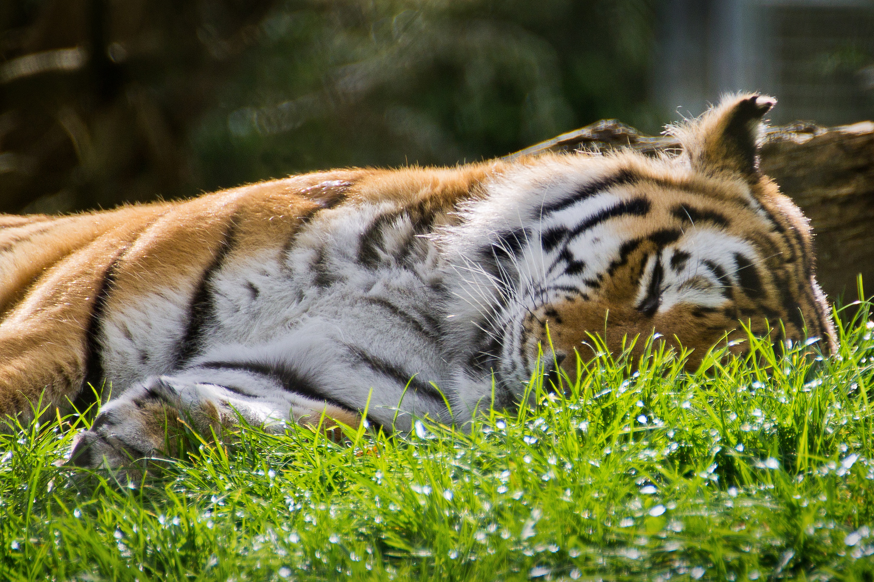 Descarga gratuita de fondo de pantalla para móvil de Animales, Gatos, Tigre, Dormido.