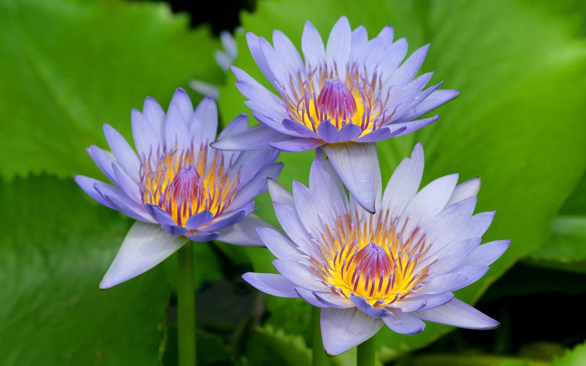plants, water lilies, flowers images