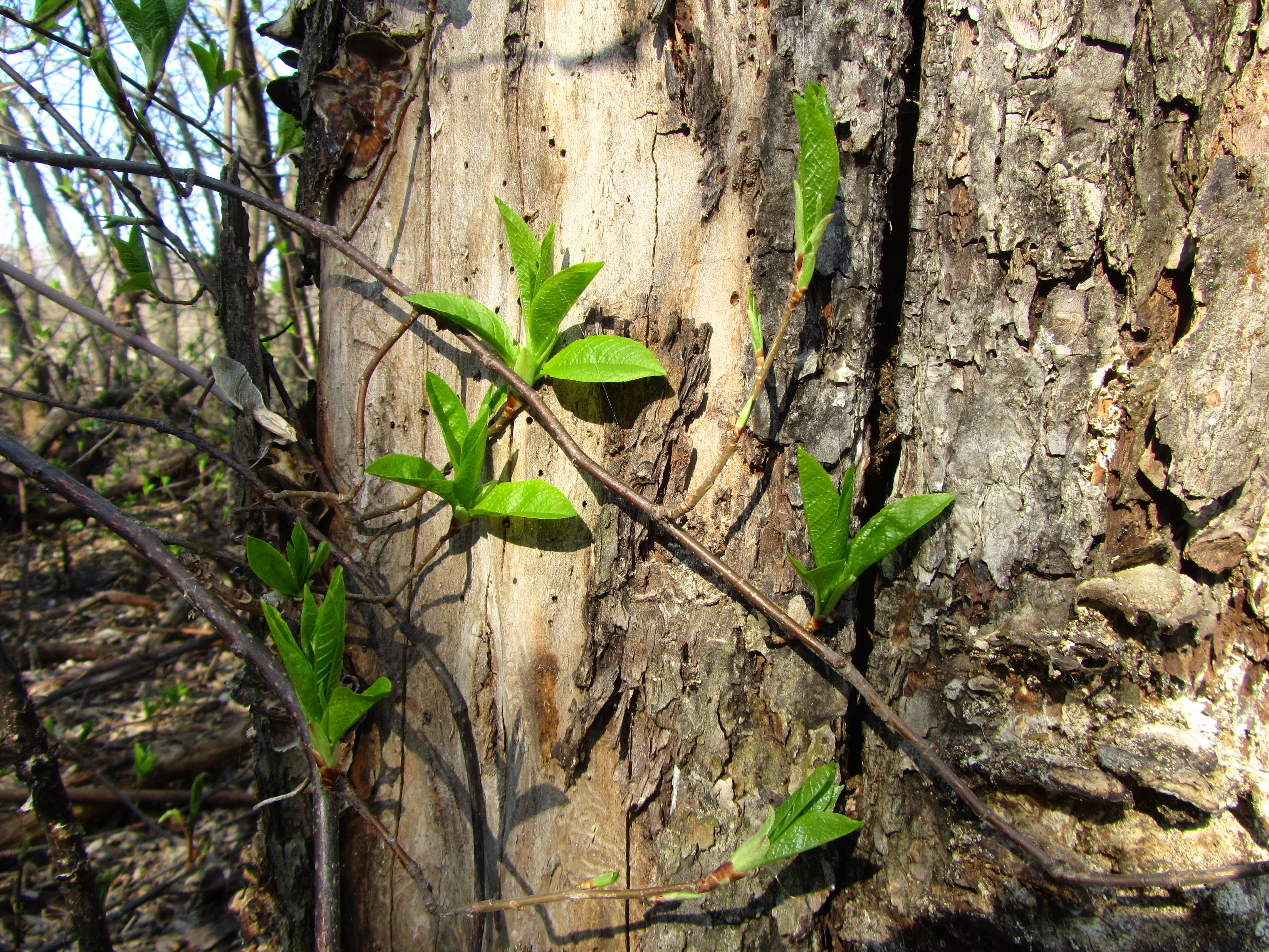 Free download wallpaper Branch, Earth on your PC desktop