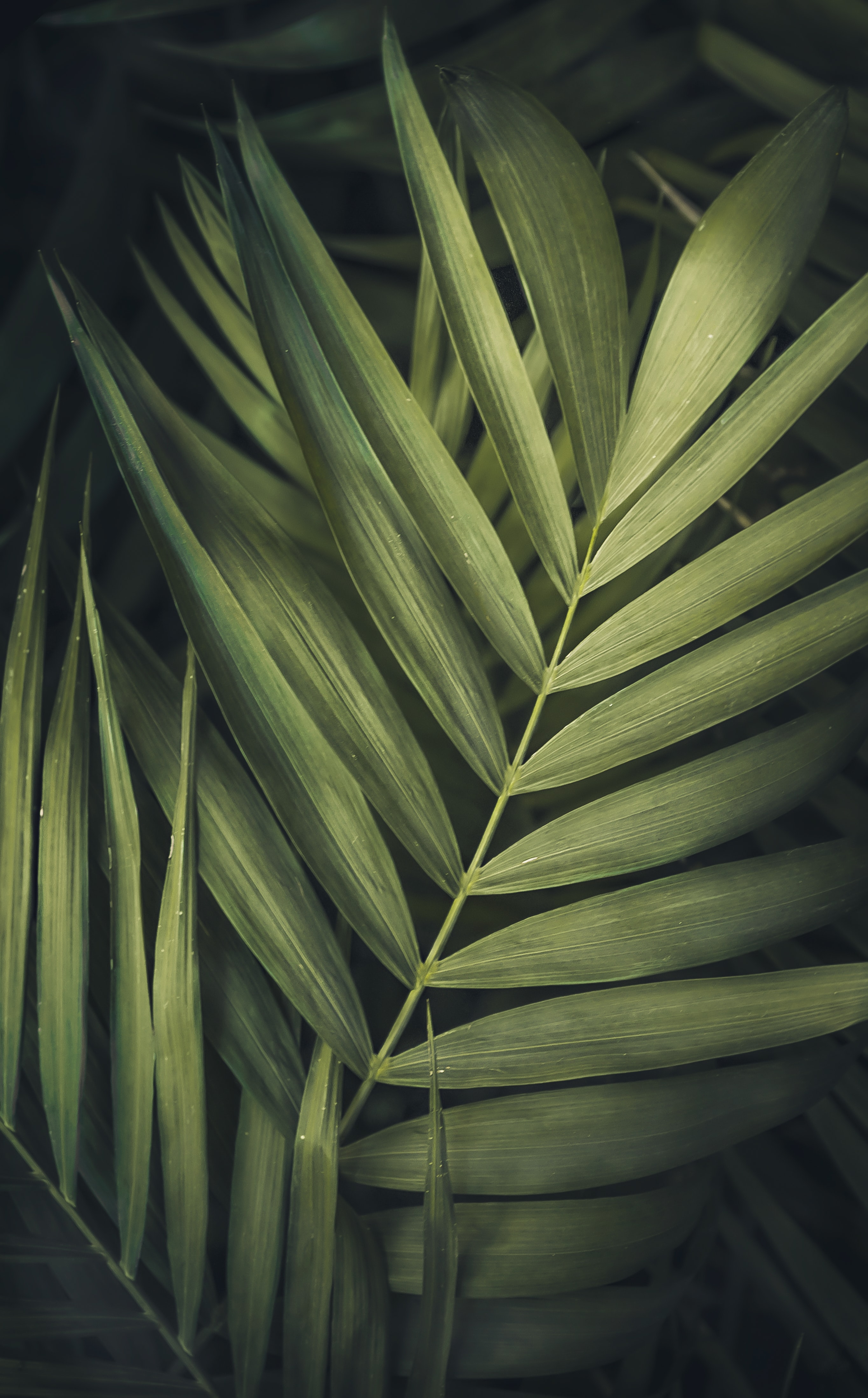 Download mobile wallpaper Leaves, Macro, Plant, Nature, Streaks, Stripes for free.