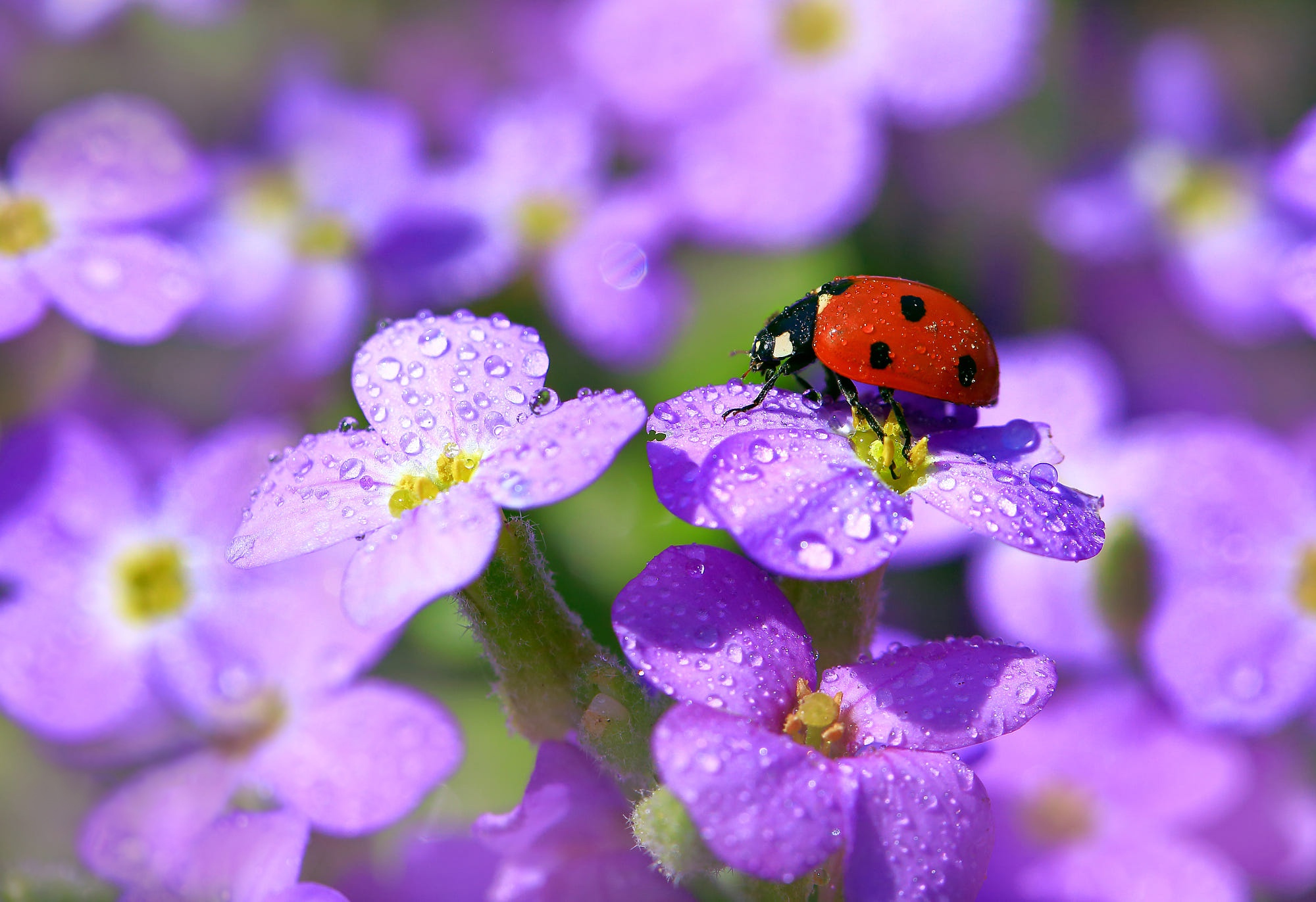 Descarga gratis la imagen Animales, Mariquita, Flor Purpura, Macrofotografía en el escritorio de tu PC