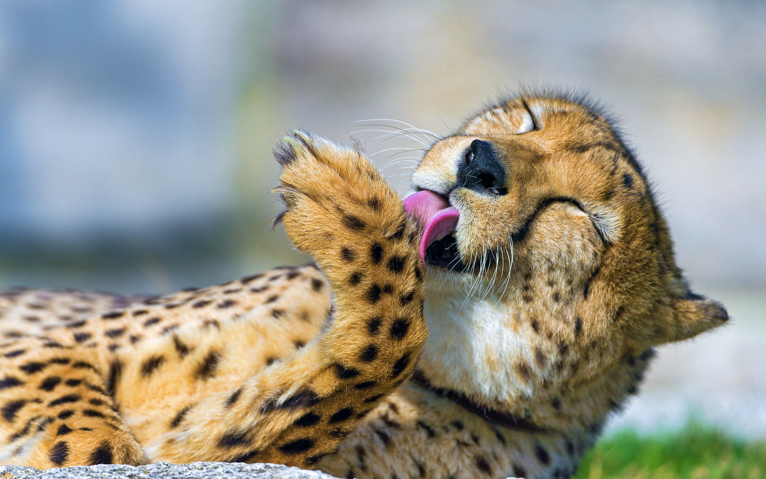 Handy-Wallpaper Gepard, Katzen, Tiere kostenlos herunterladen.