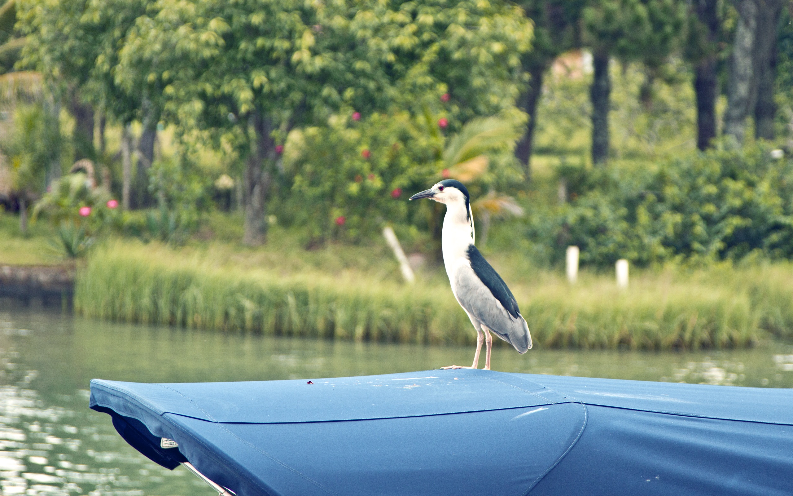 Free download wallpaper Birds, Bird, Animal, Boat on your PC desktop