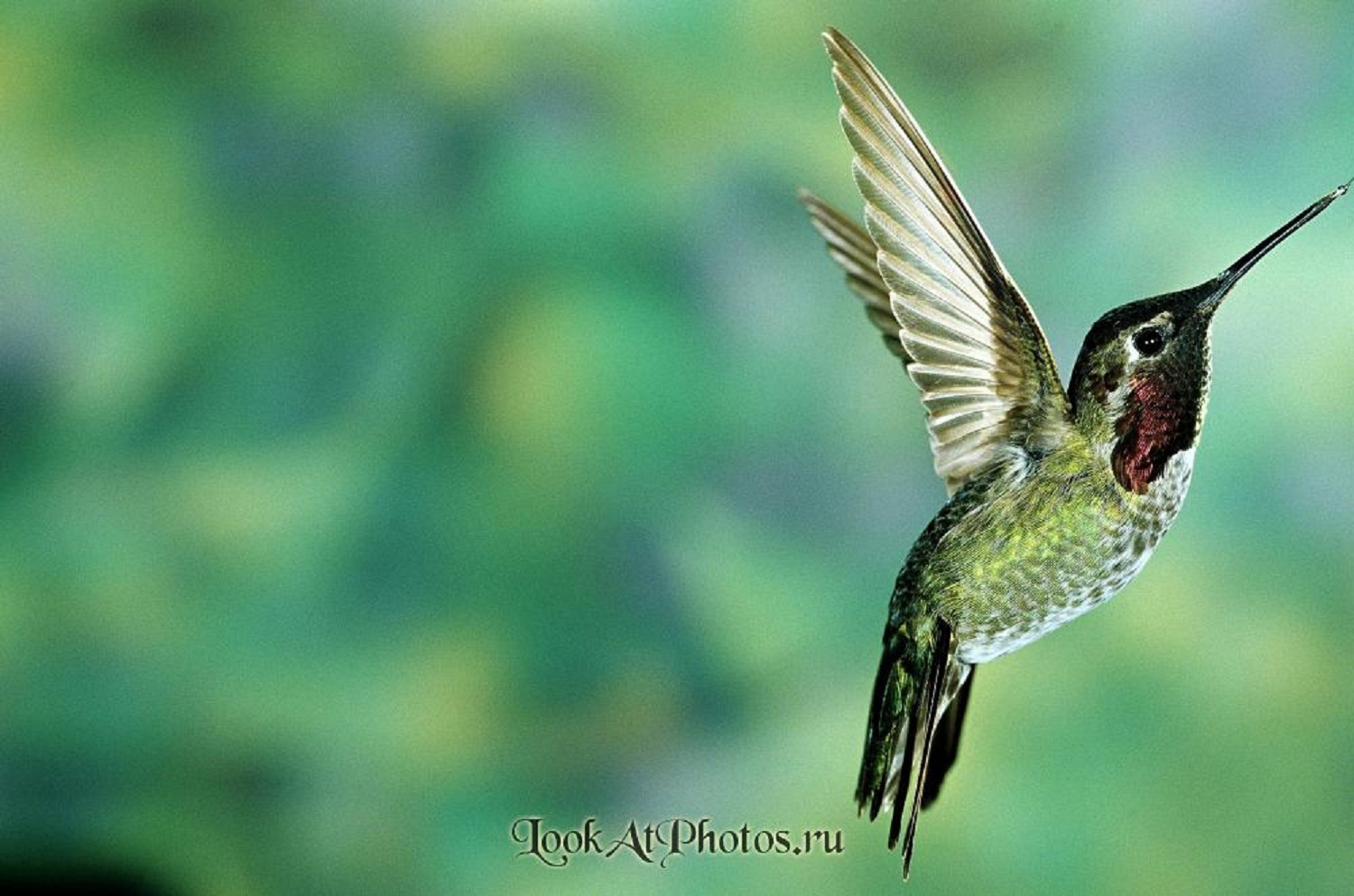 17834 Bild herunterladen vögel, tiere, kolibris, grün - Hintergrundbilder und Bildschirmschoner kostenlos