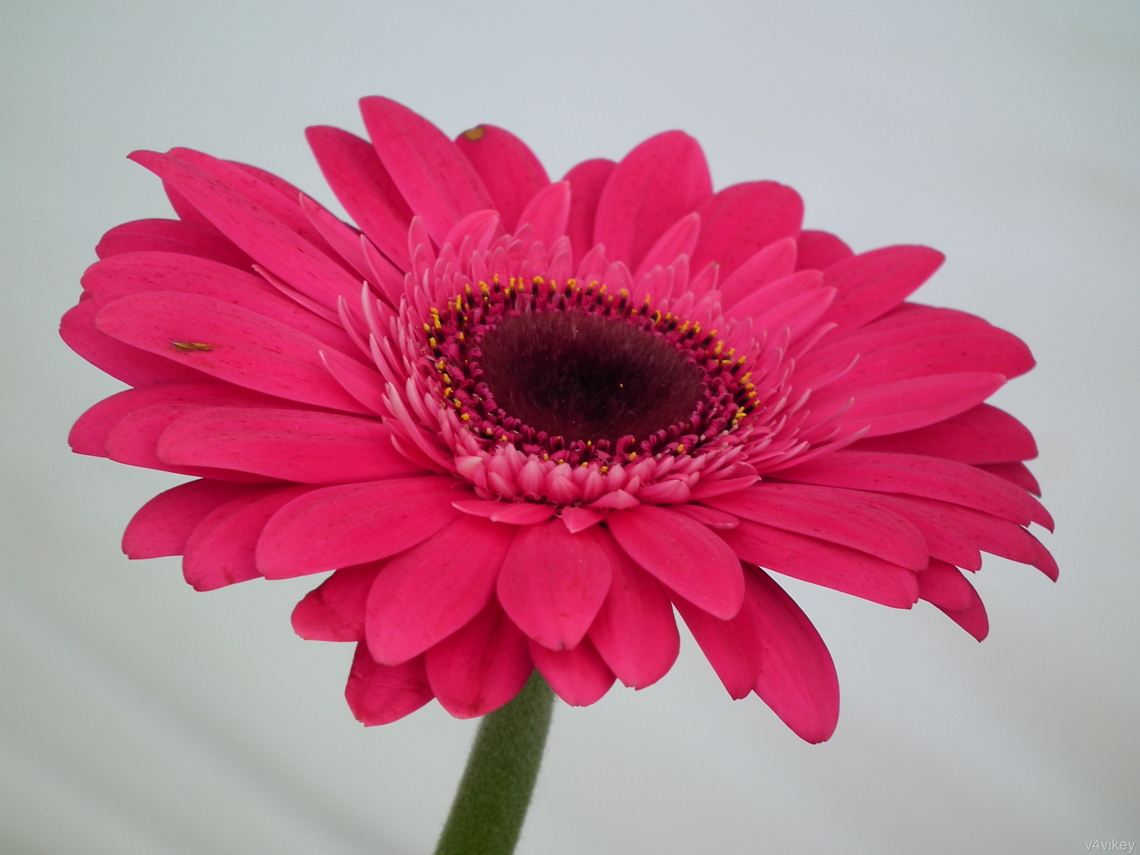 無料モバイル壁紙フラワーズ, ガーベラ, 花, 地球, ピンクの花をダウンロードします。
