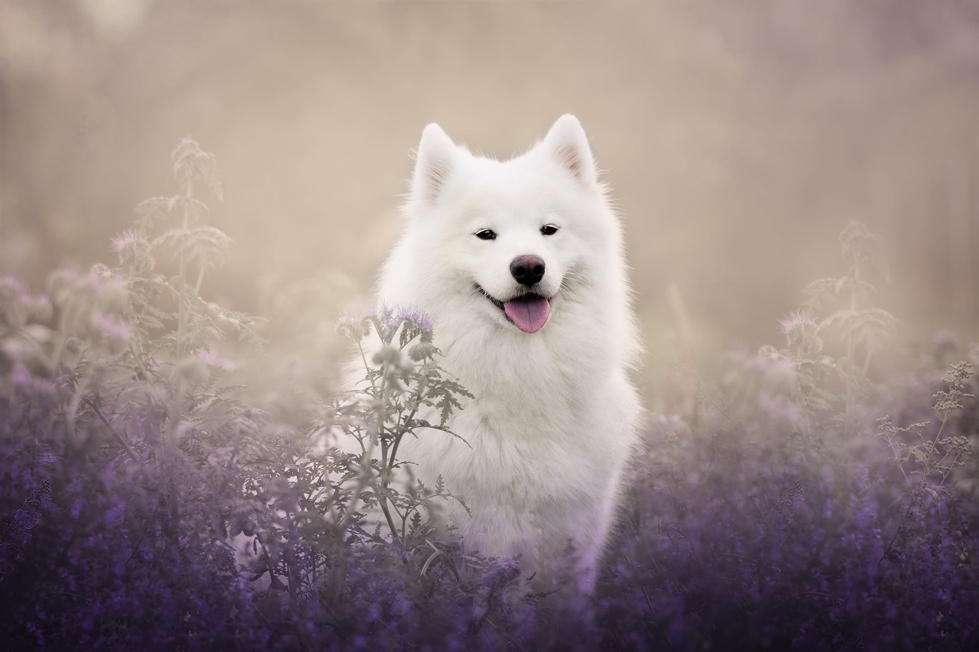 Download mobile wallpaper Dogs, Dog, Animal, Samoyed for free.