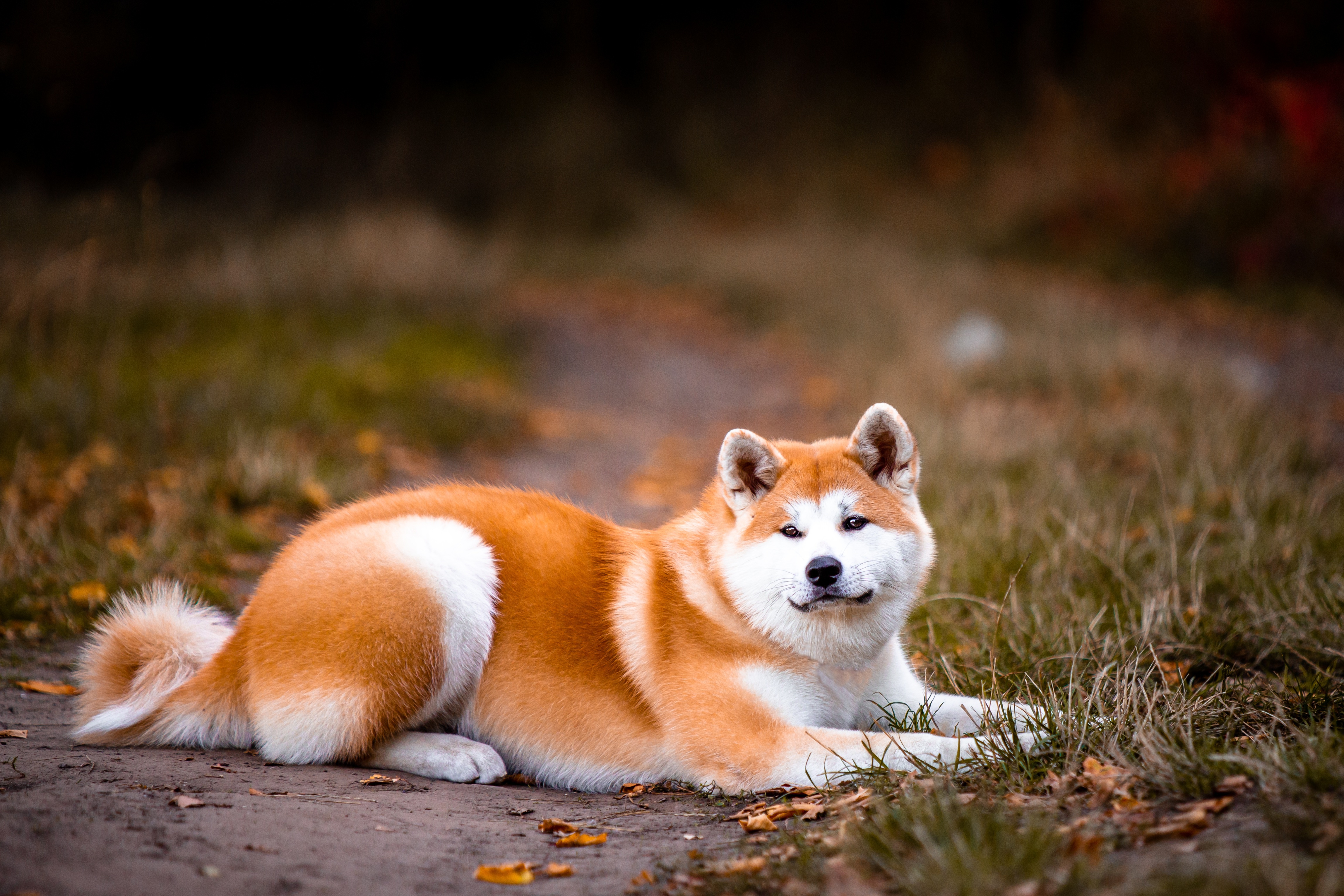 493514 télécharger l'image animaux, akita, chien, chiens - fonds d'écran et économiseurs d'écran gratuits