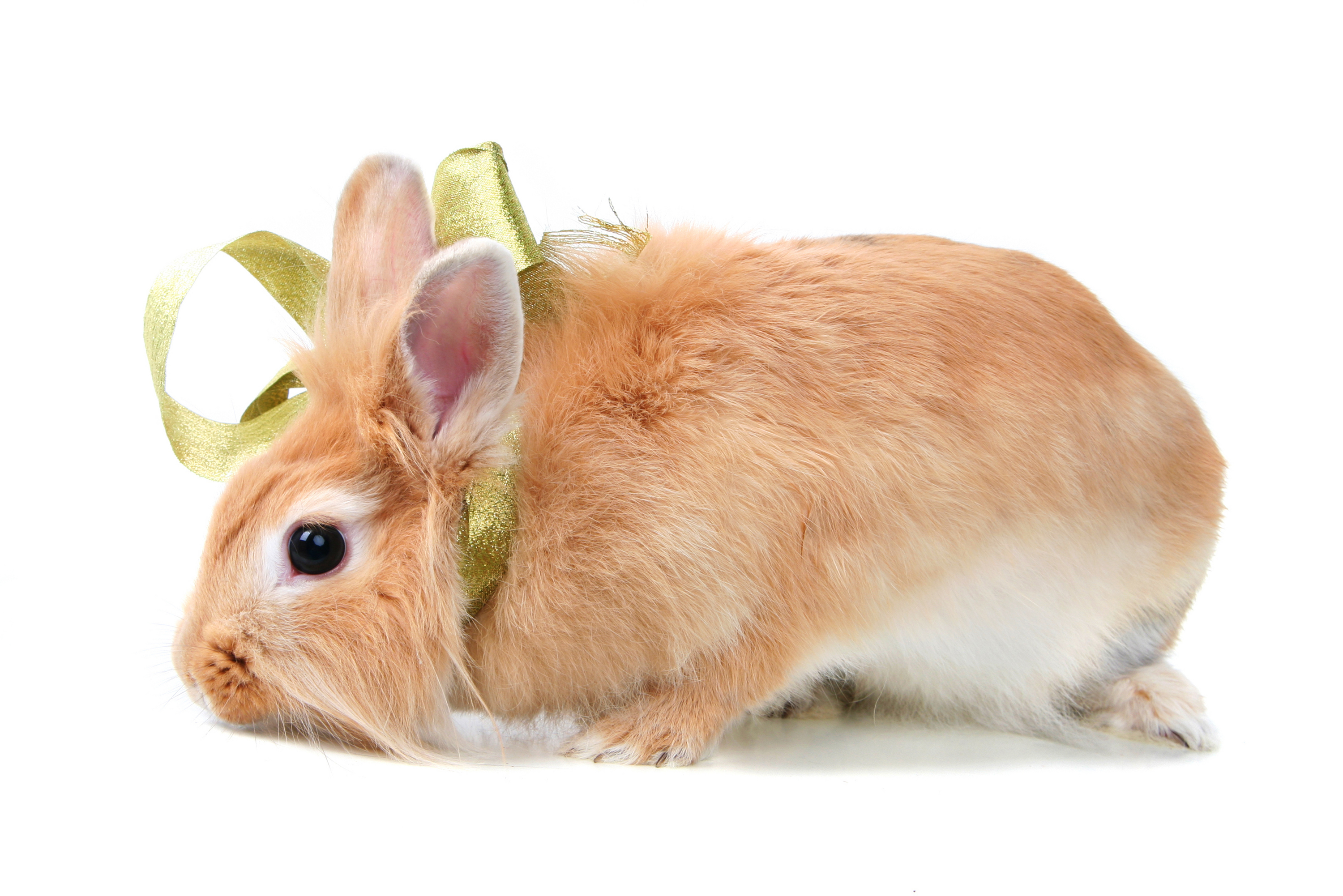 Free download wallpaper Animal, Rabbit on your PC desktop