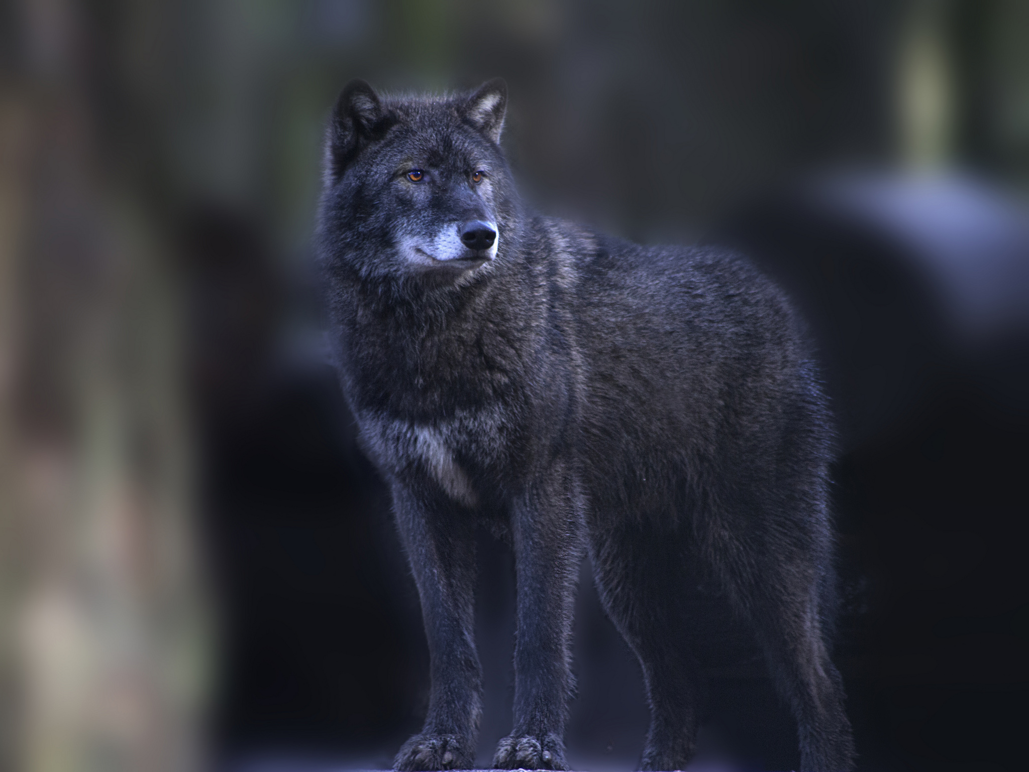 PCデスクトップにオオカミ, 狼, 動物画像を無料でダウンロード