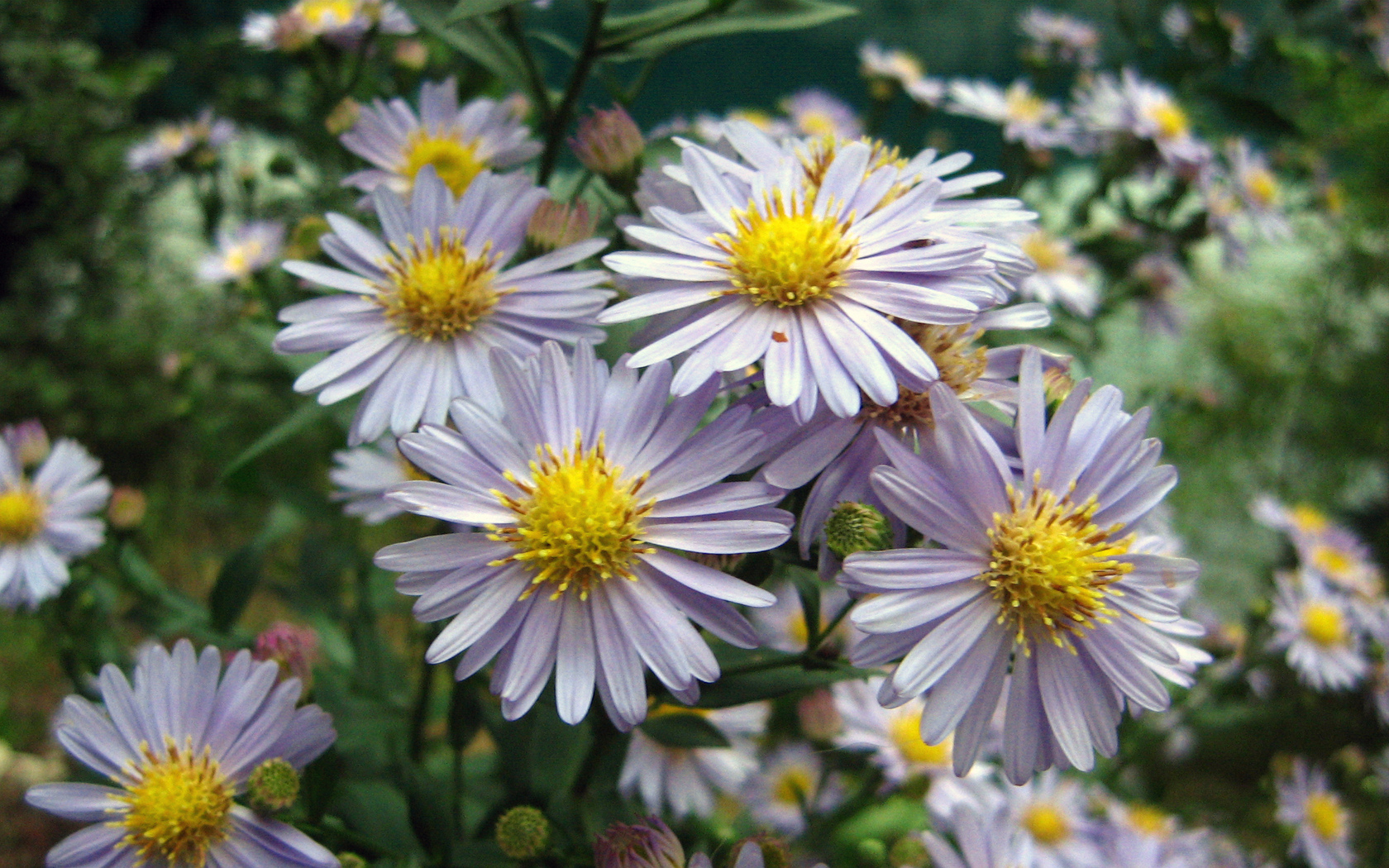 Téléchargez gratuitement l'image Fleur, Terre/nature sur le bureau de votre PC