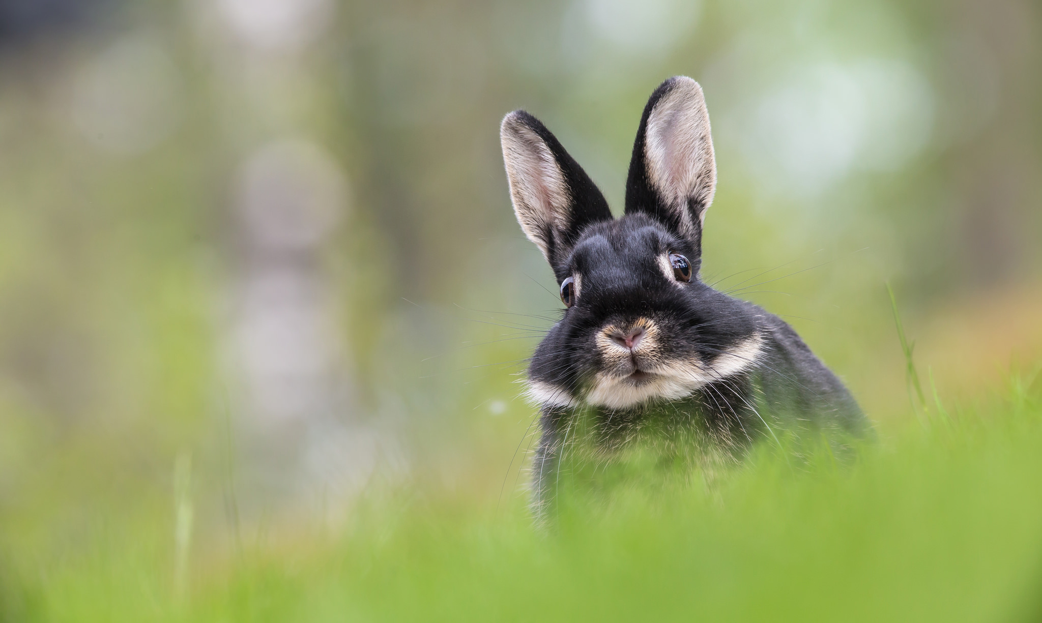 Download mobile wallpaper Animal, Rabbit, Stare, Depth Of Field for free.