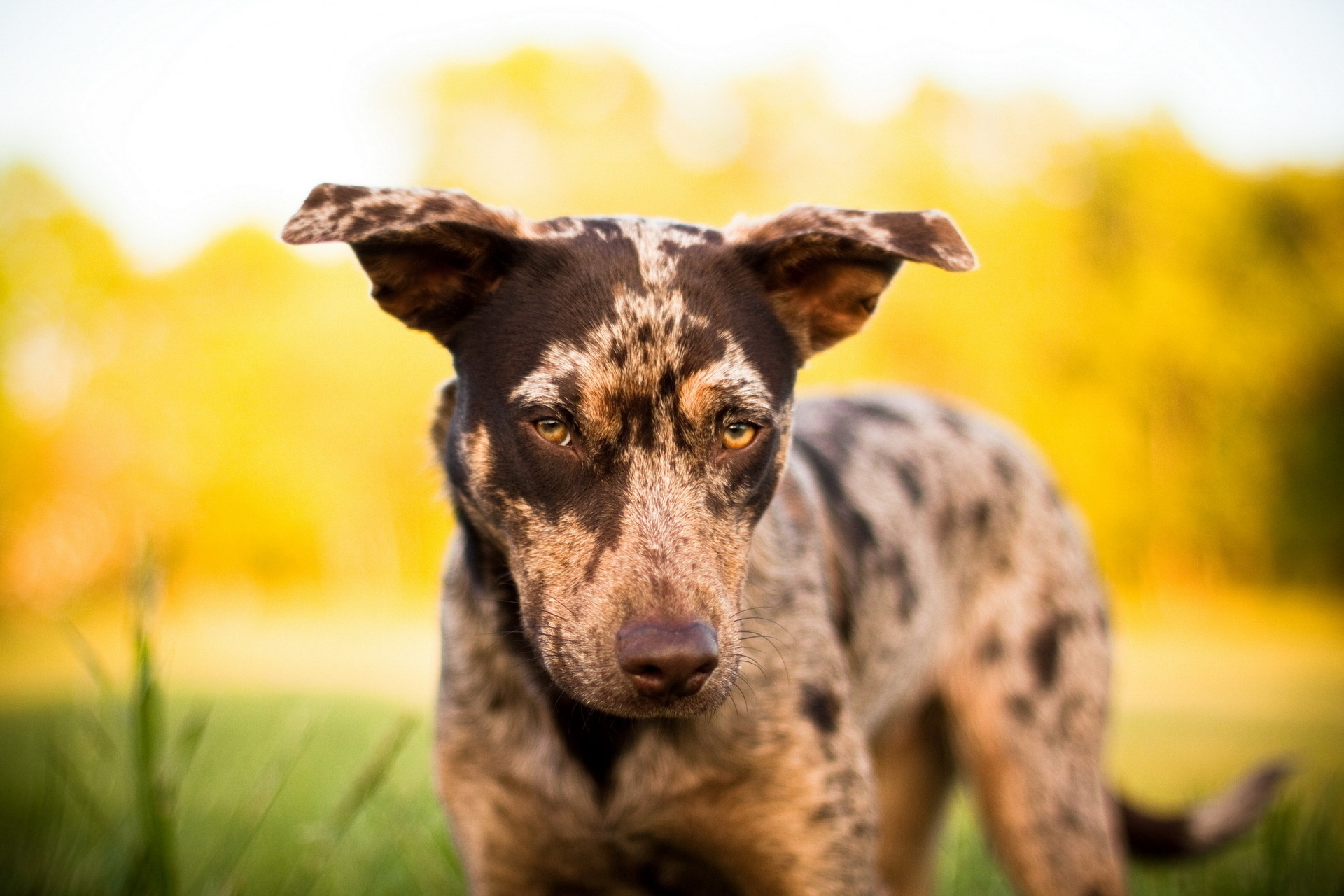 Descarga gratis la imagen Perros, Perro, Animales en el escritorio de tu PC