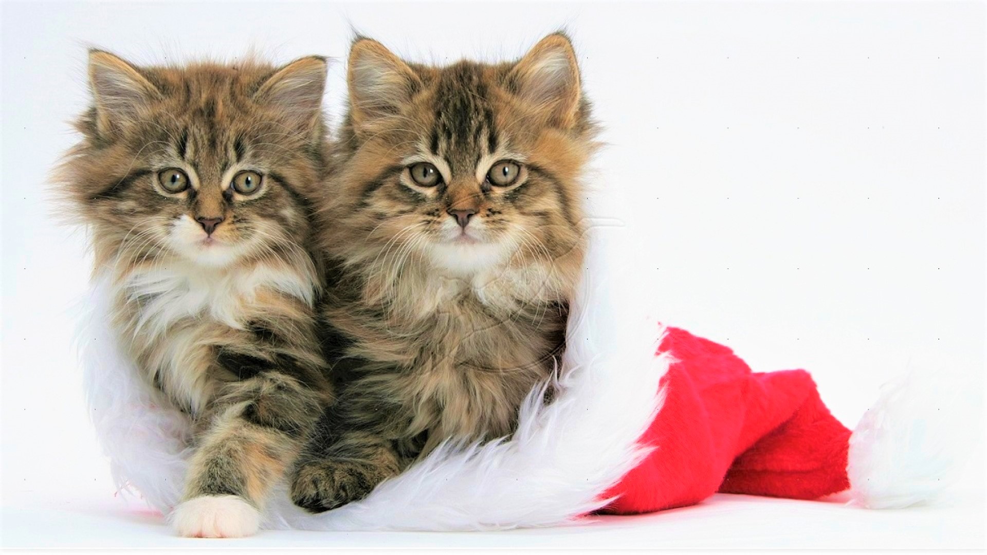 1504611画像をダウンロード動物, ネコ, クリスマス, 可愛い, 子猫, メインクーン, ストッキング-壁紙とスクリーンセーバーを無料で