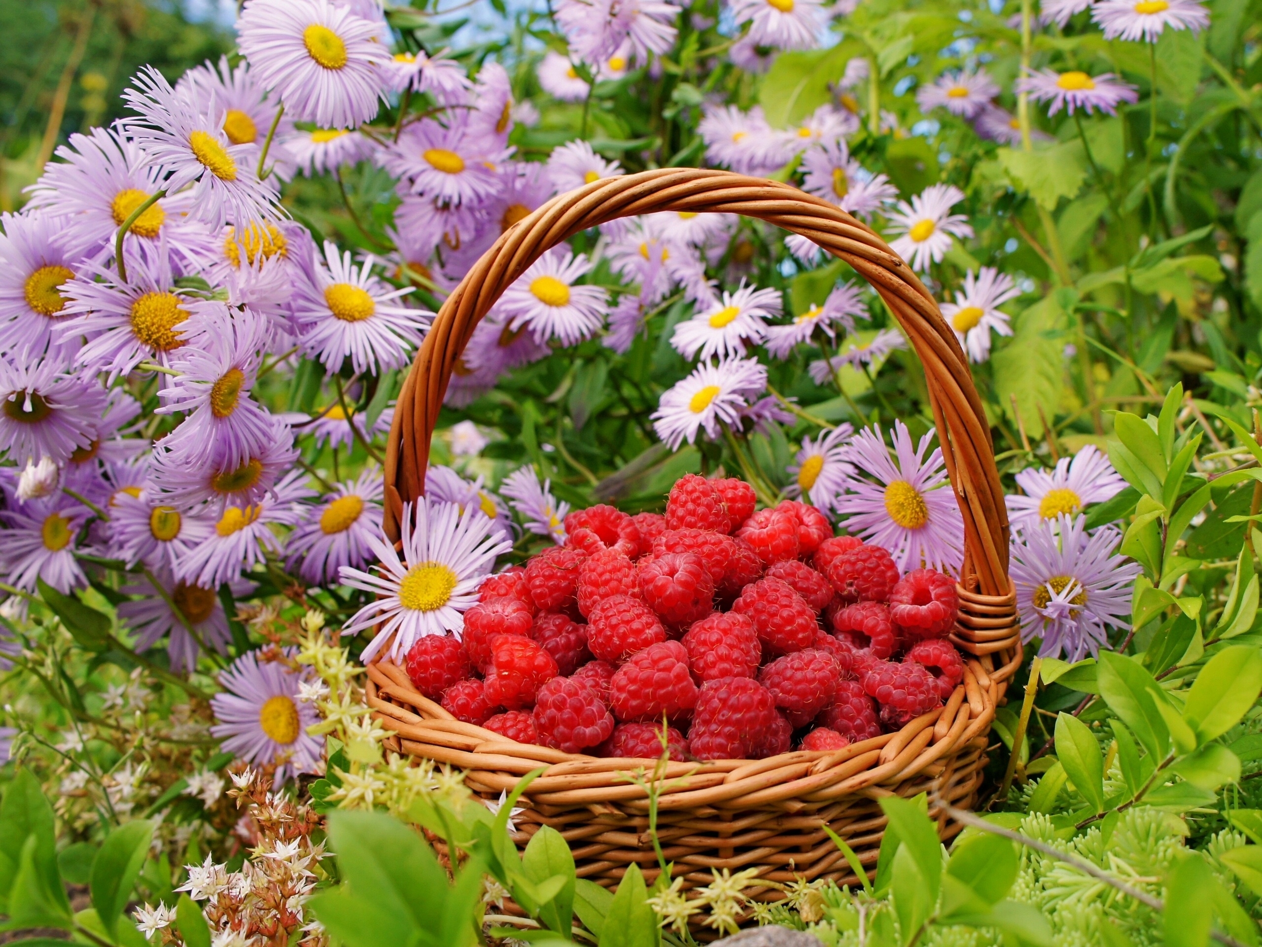 138344 скачать обои ягоды, корзинка, малина, цветы, еда - заставки и картинки бесплатно