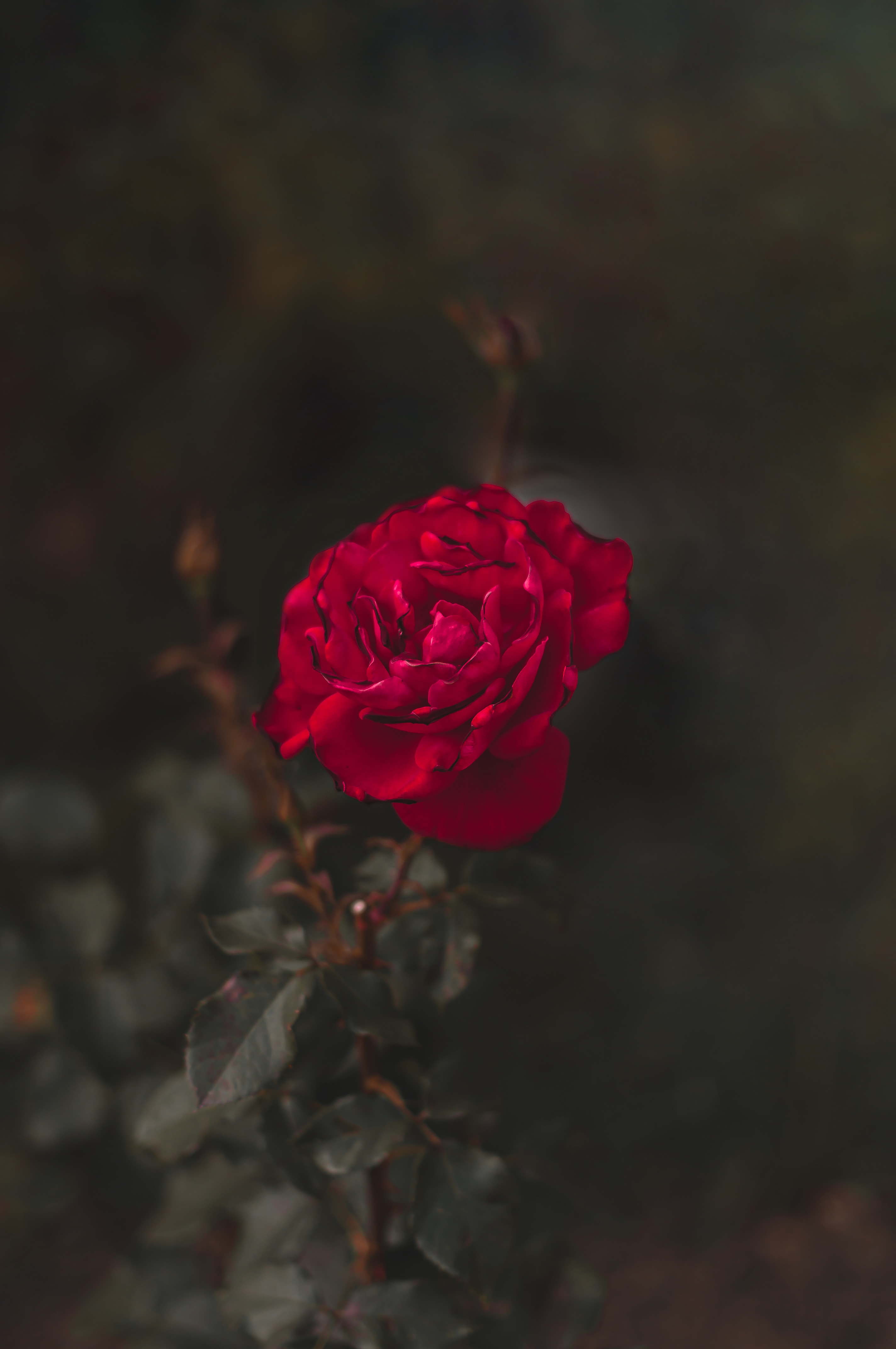 rose, rose flower, macro, red, flower, close up Full HD