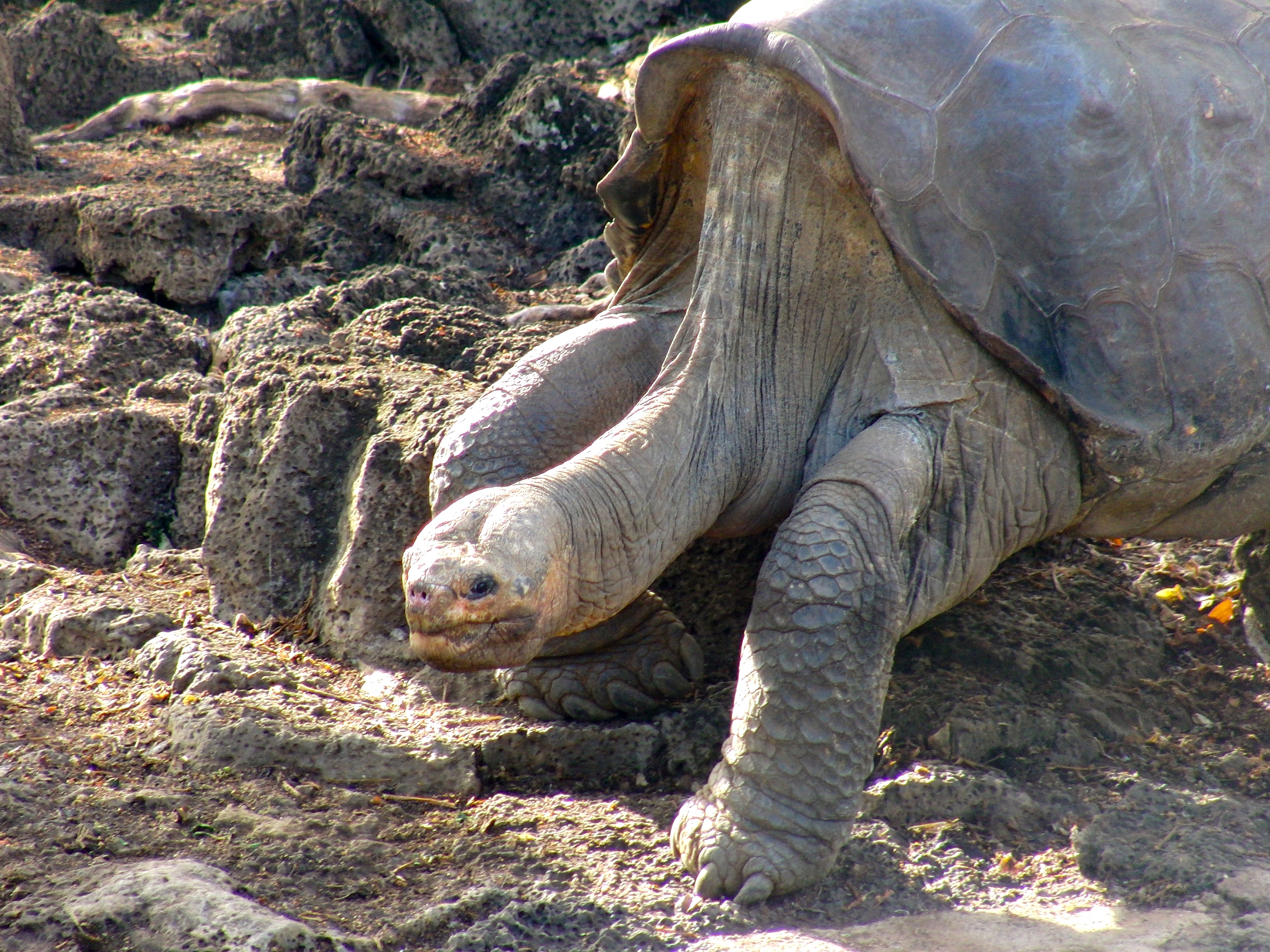 animal, tortoise, turtles phone background