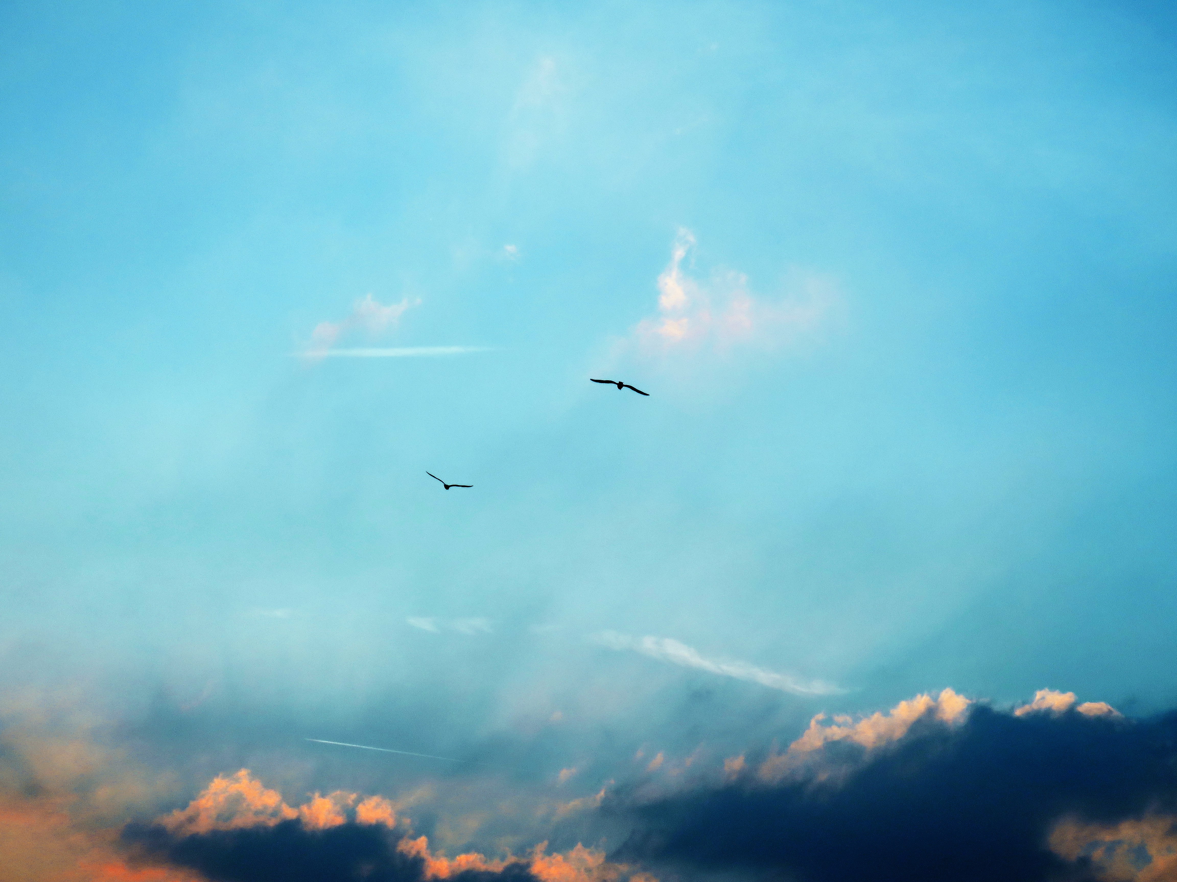 Laden Sie das Natur, Sky, Clouds, Flug, Silhouetten, Vögel-Bild kostenlos auf Ihren PC-Desktop herunter