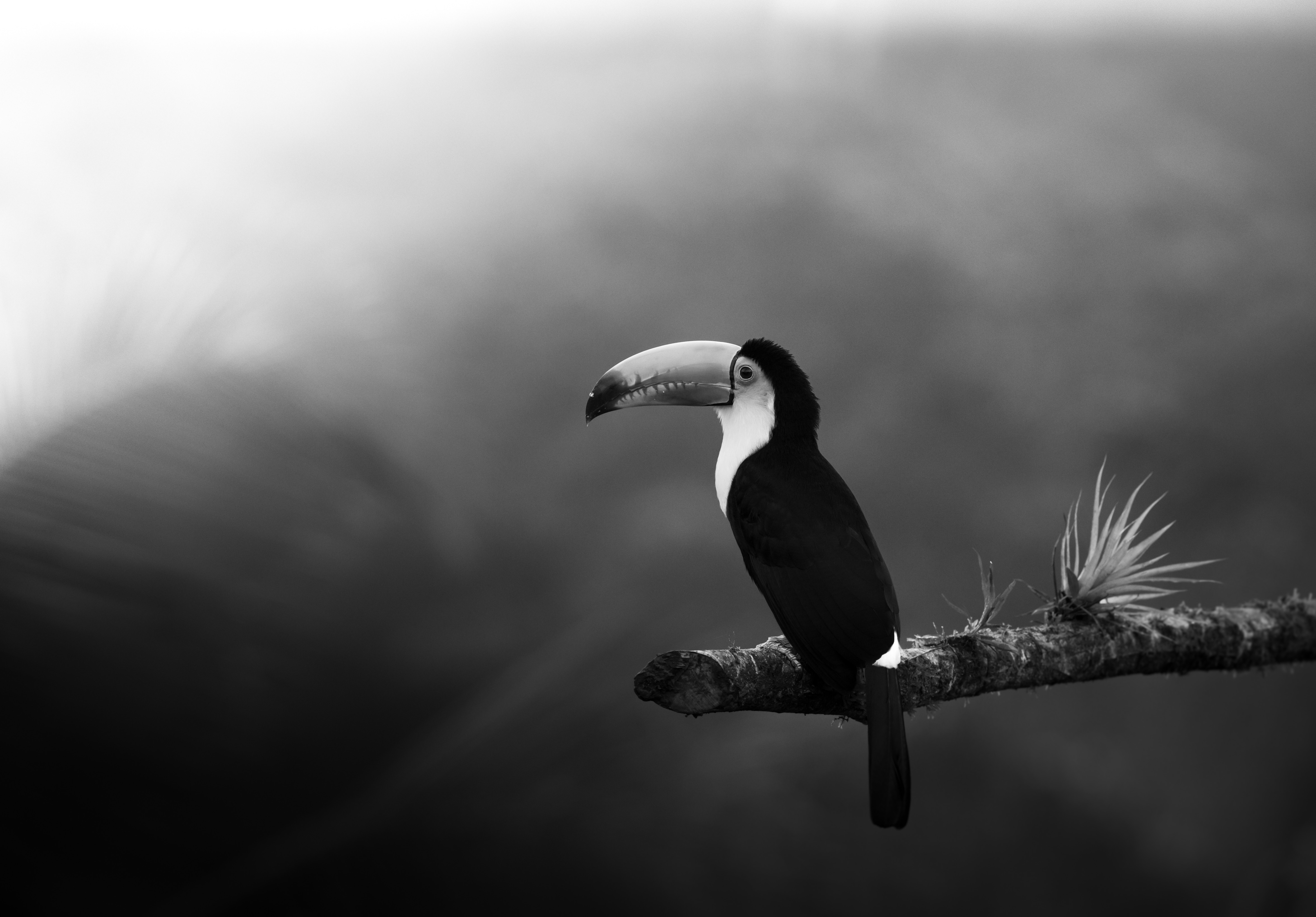 Download mobile wallpaper Birds, Bird, Animal, Toucan, Black & White for free.