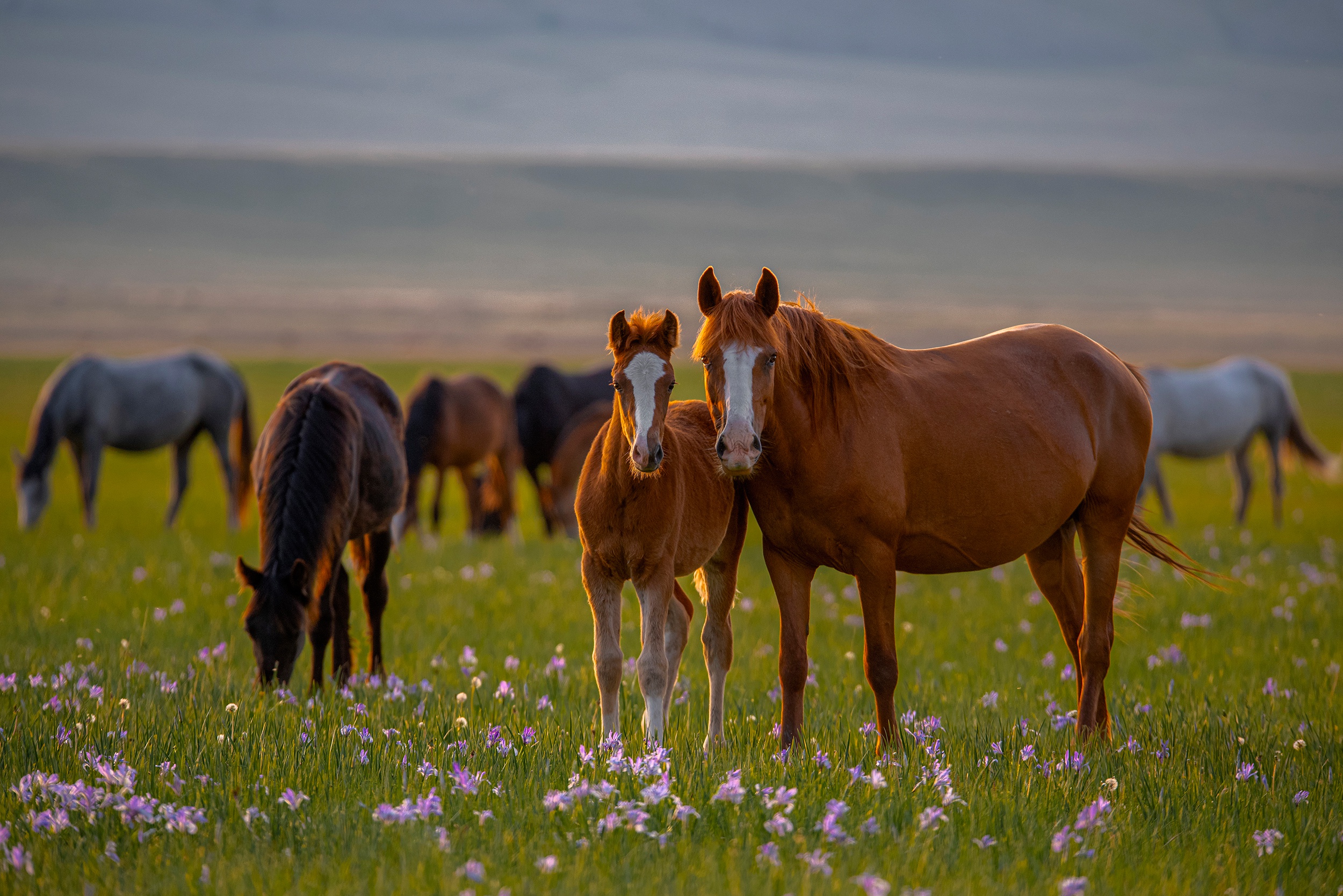 959253 descargar imagen animales, caballo, bebe animal, flor, potro: fondos de pantalla y protectores de pantalla gratis
