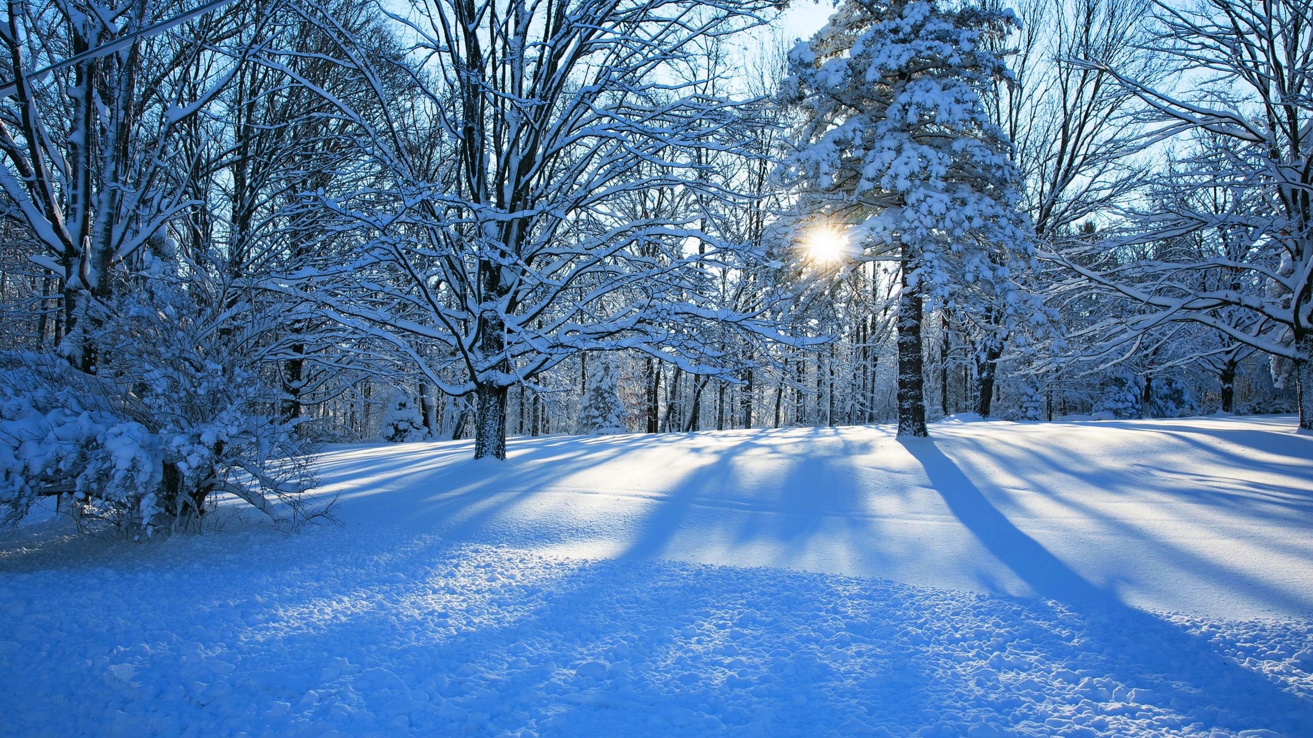 Завантажити шпалери безкоштовно Зима, Сонце, Сніг, Ліс, Дерево, Земля, Захід Сонця картинка на робочий стіл ПК