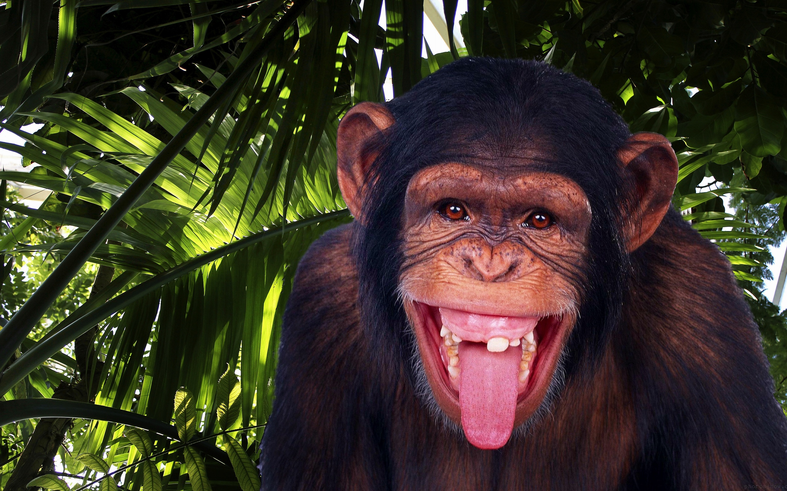 animal, chimpanzee, monkeys