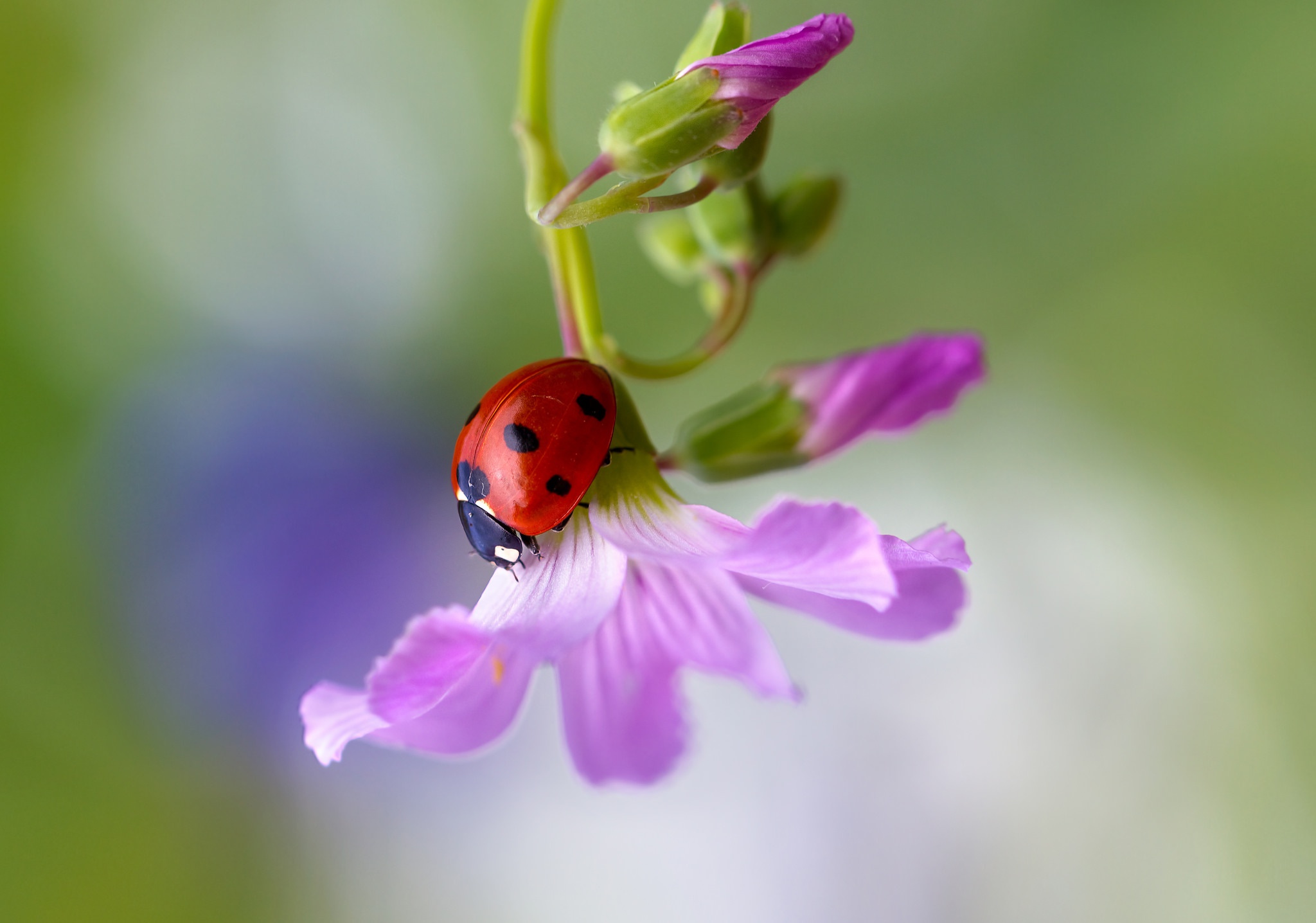 PCデスクトップに動物, てんとう虫, 花, 大きい, 虫, 紫色の花画像を無料でダウンロード