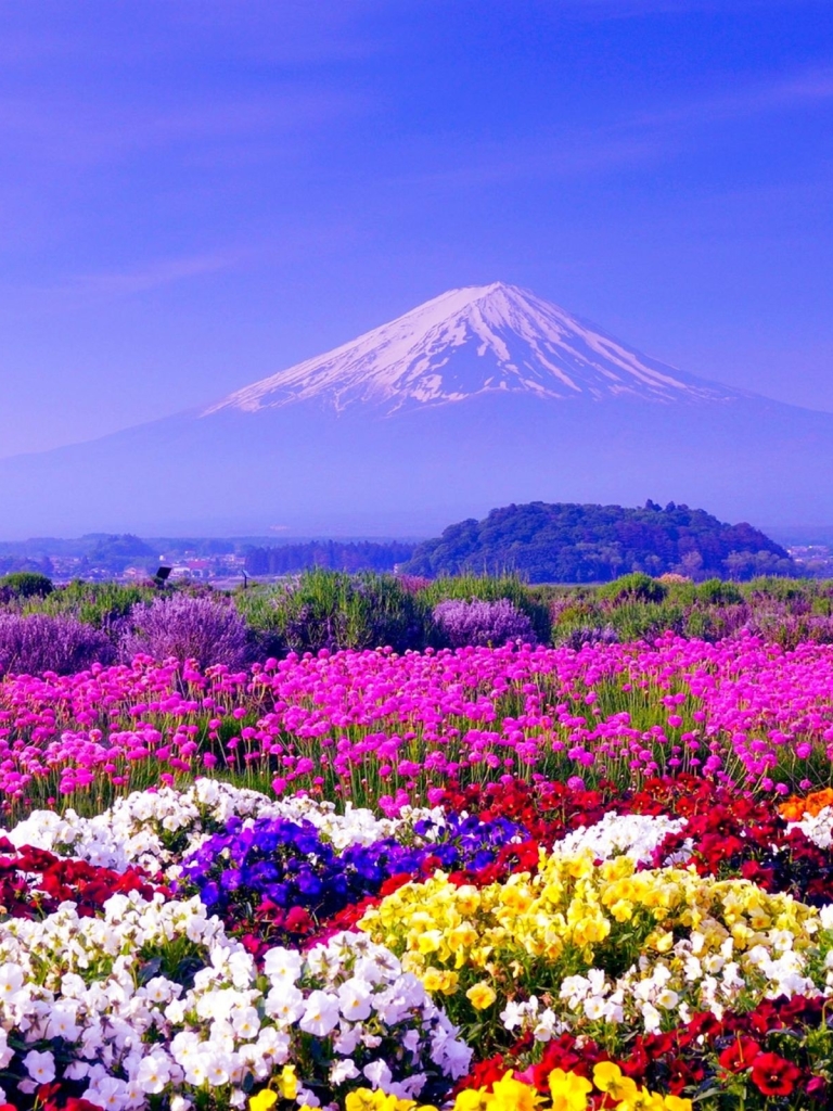 Скачать картинку Пейзаж, Цветок, Красочный, Япония, Вулкан, Ландшафт, Гора Фудзи, Вулканы, Земля/природа в телефон бесплатно.