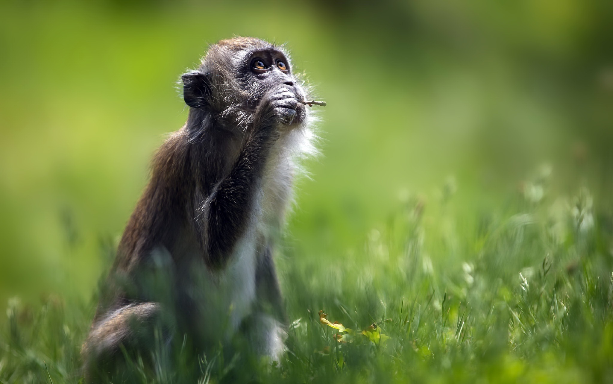 845862 descargar fondo de pantalla animales, macaco, mono, primate: protectores de pantalla e imágenes gratis