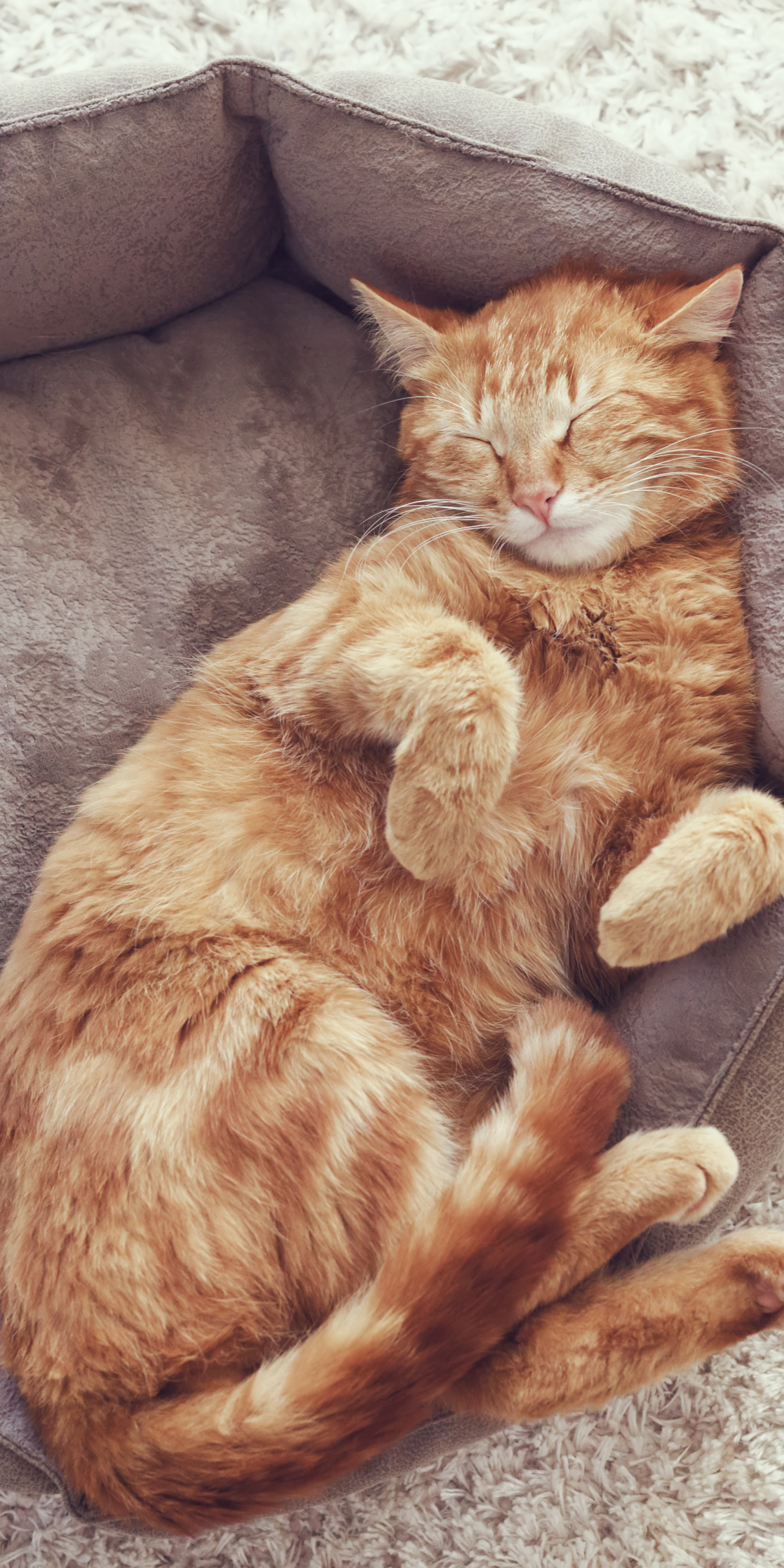 Download mobile wallpaper Cats, Cat, Animal, Sleeping for free.