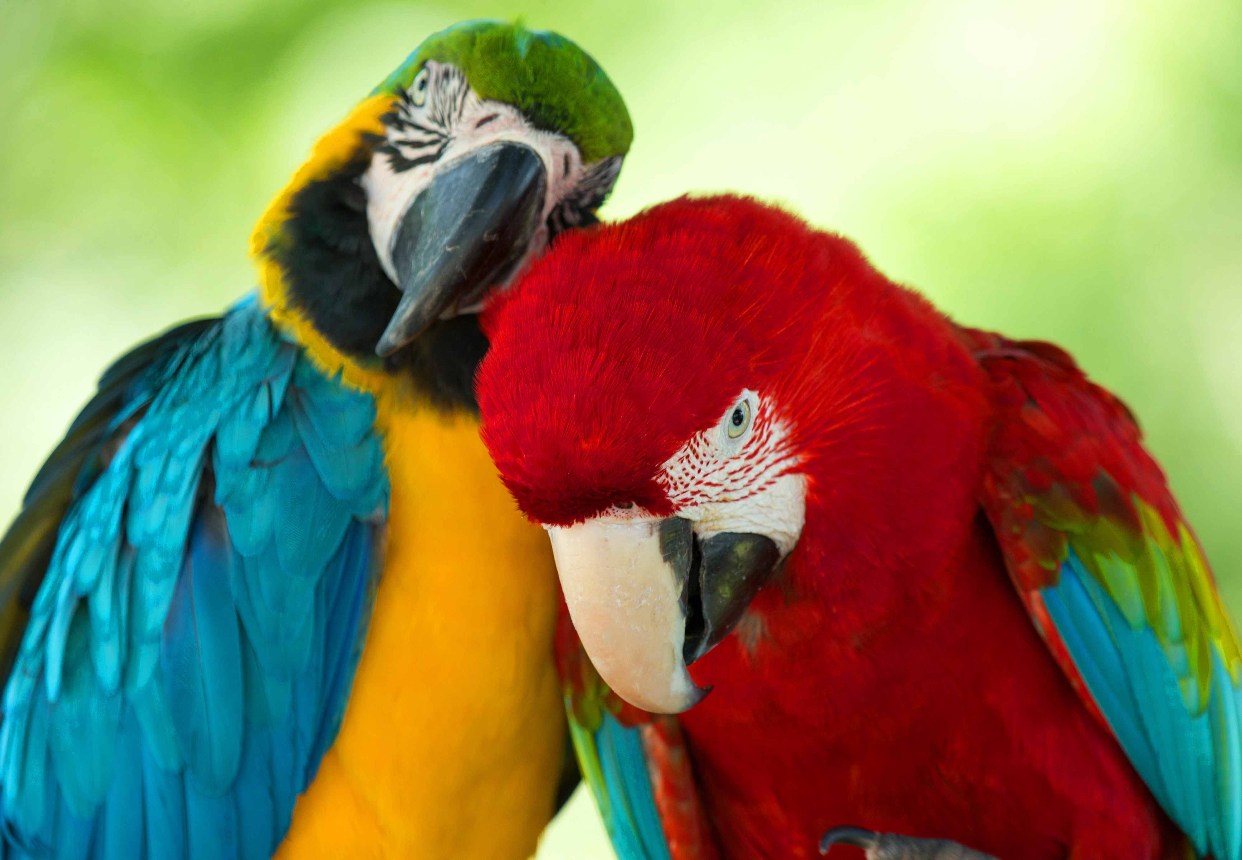 無料モバイル壁紙コンゴウインコ, 青と黄色のコンゴウインコ, 赤と緑のコンゴウインコ, オウム, 鳥, 動物をダウンロードします。