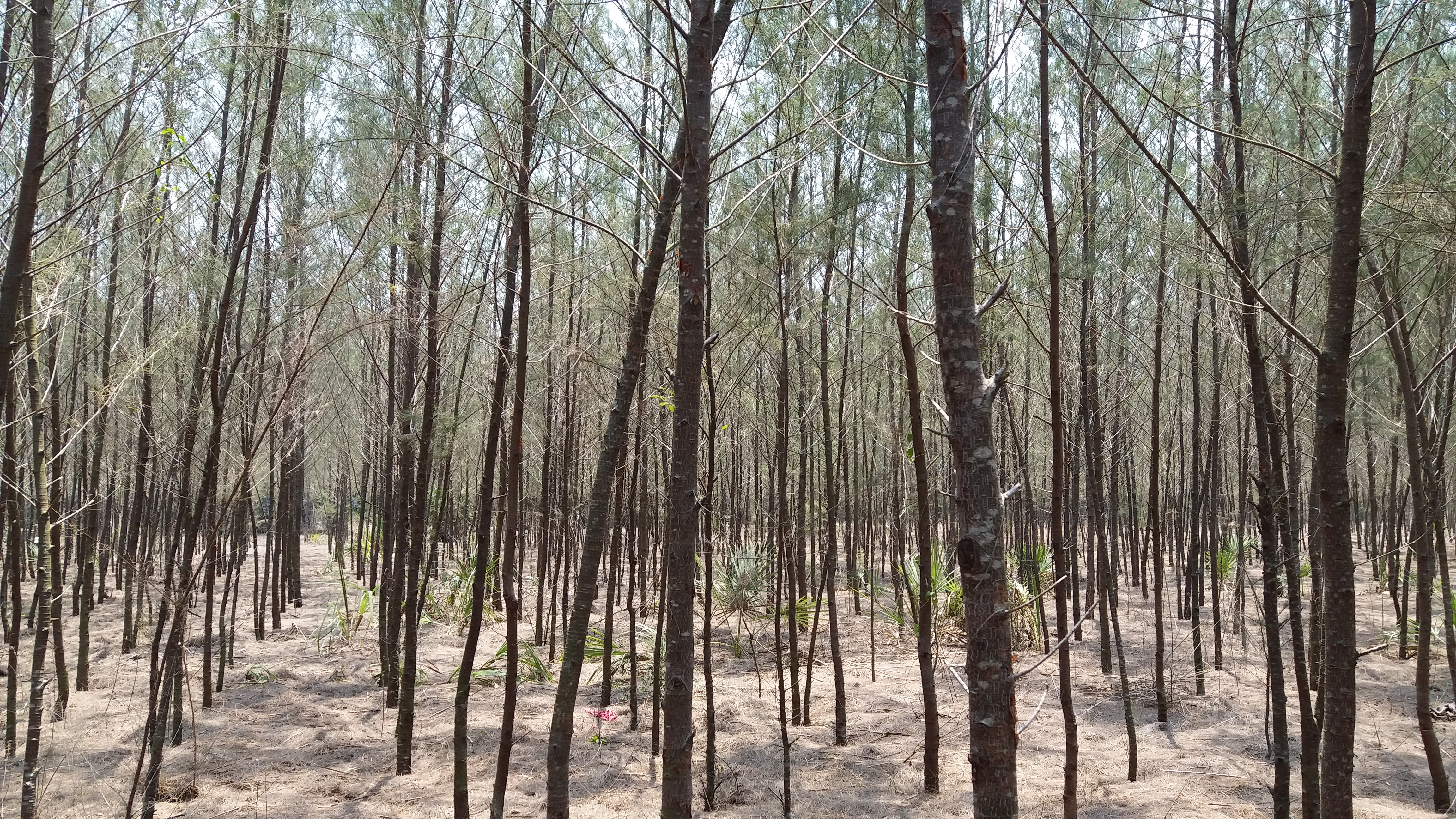 Descarga gratis la imagen Bosque, Tierra/naturaleza en el escritorio de tu PC