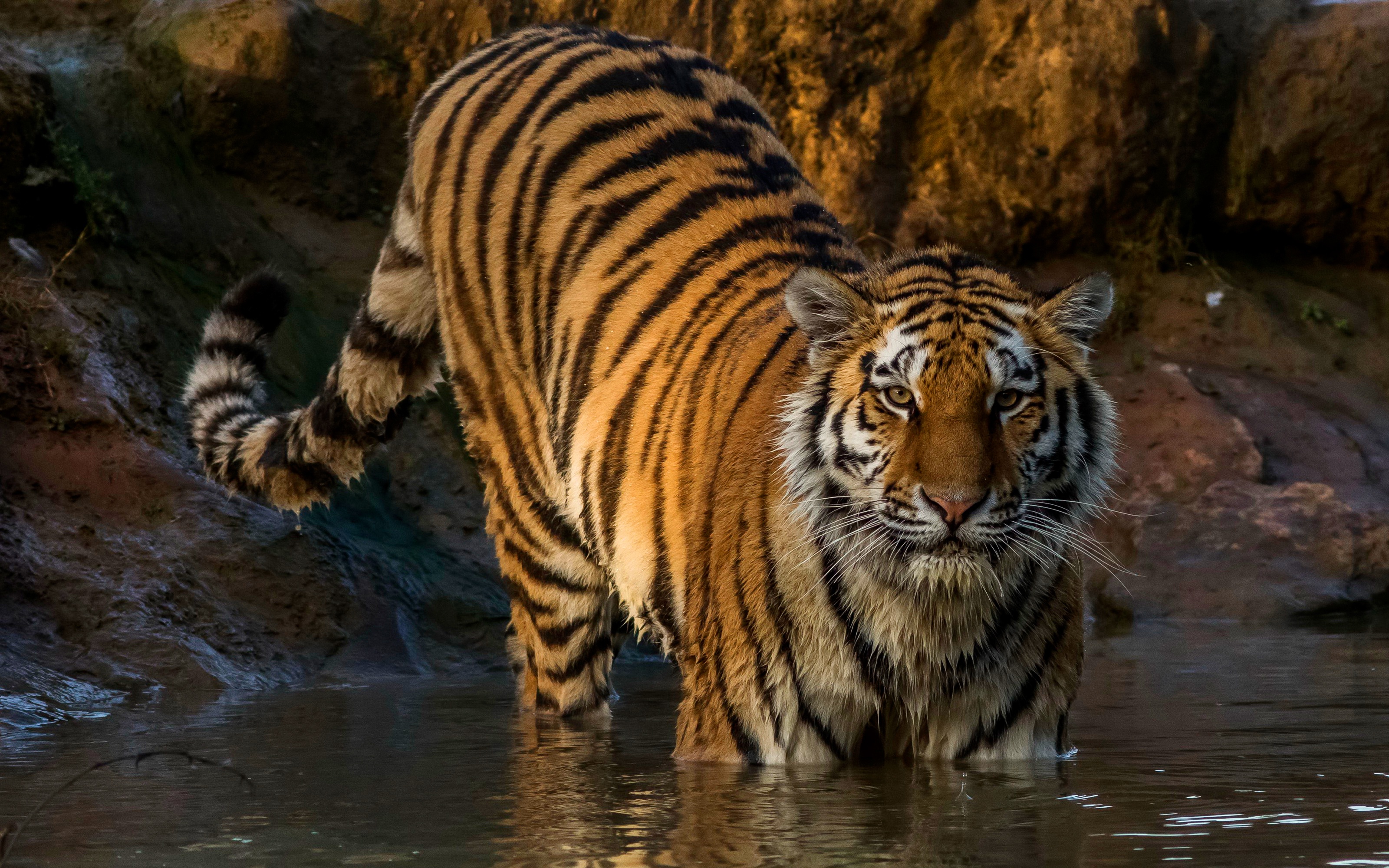 Baixe gratuitamente a imagem Animais, Gatos, Tigre na área de trabalho do seu PC