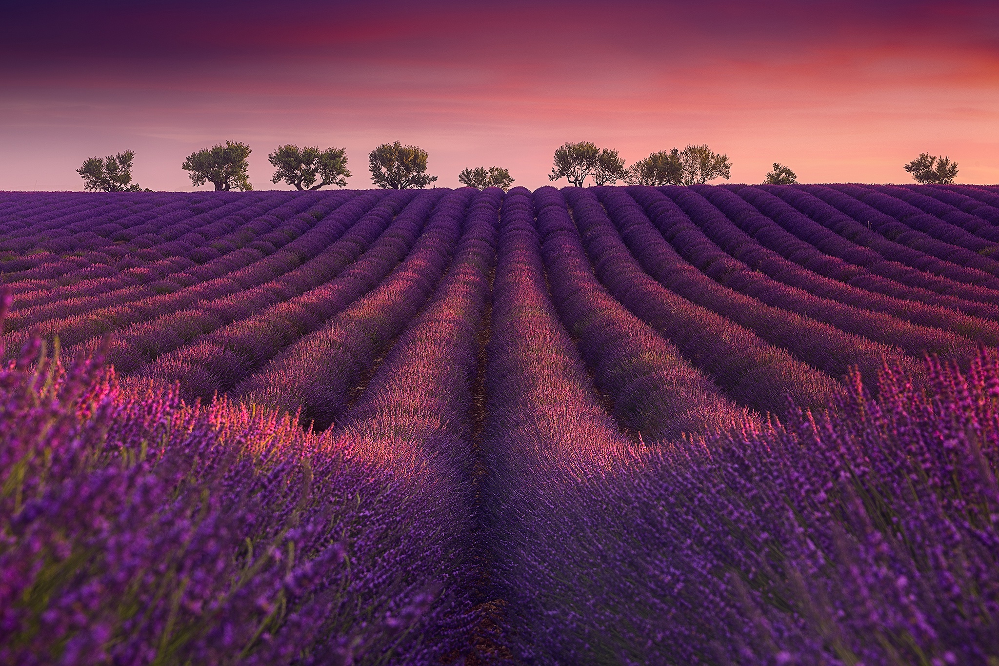 Free download wallpaper Nature, Flowers, Summer, Earth, Field, Lavender, Purple Flower on your PC desktop