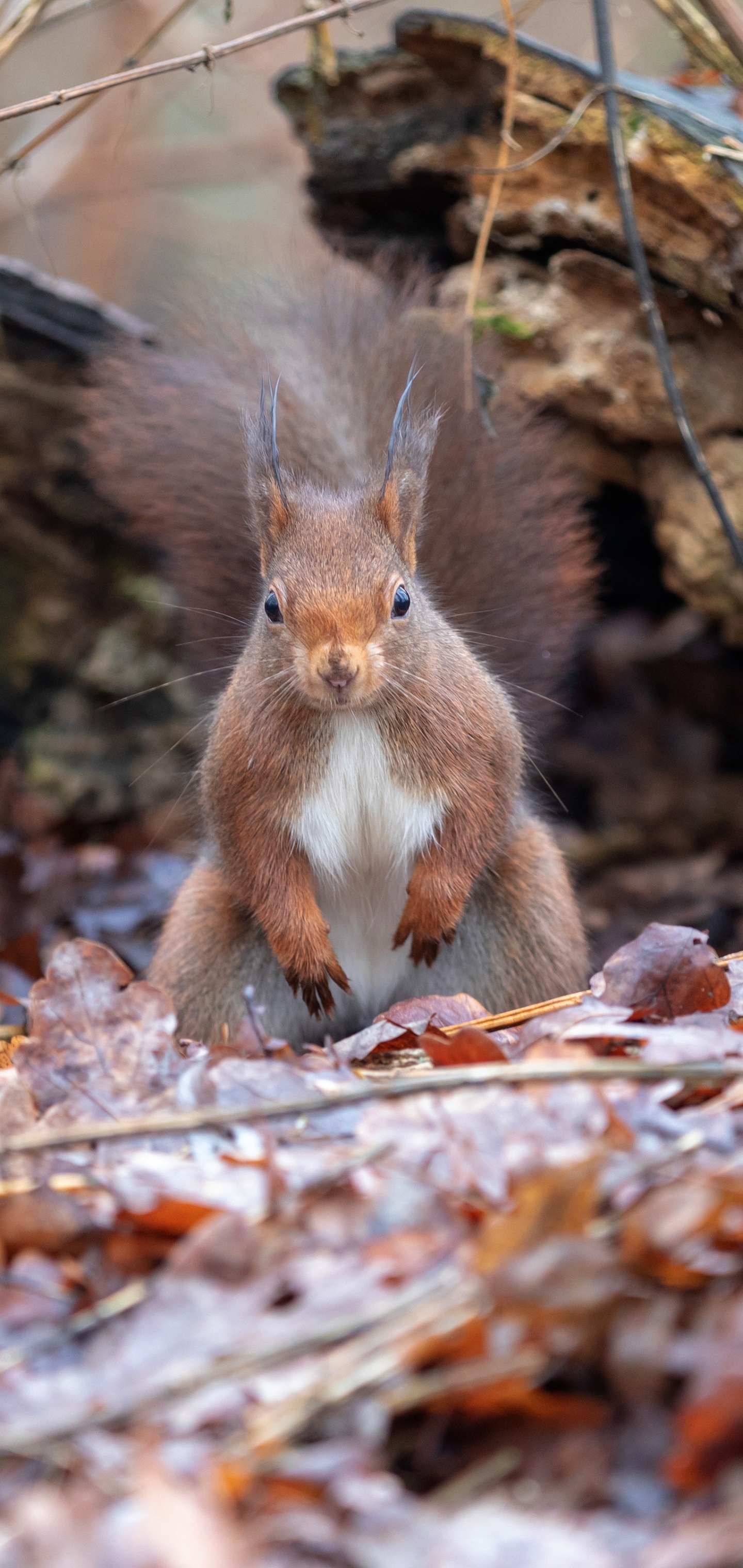 Download mobile wallpaper Squirrel, Animal, Rodent for free.