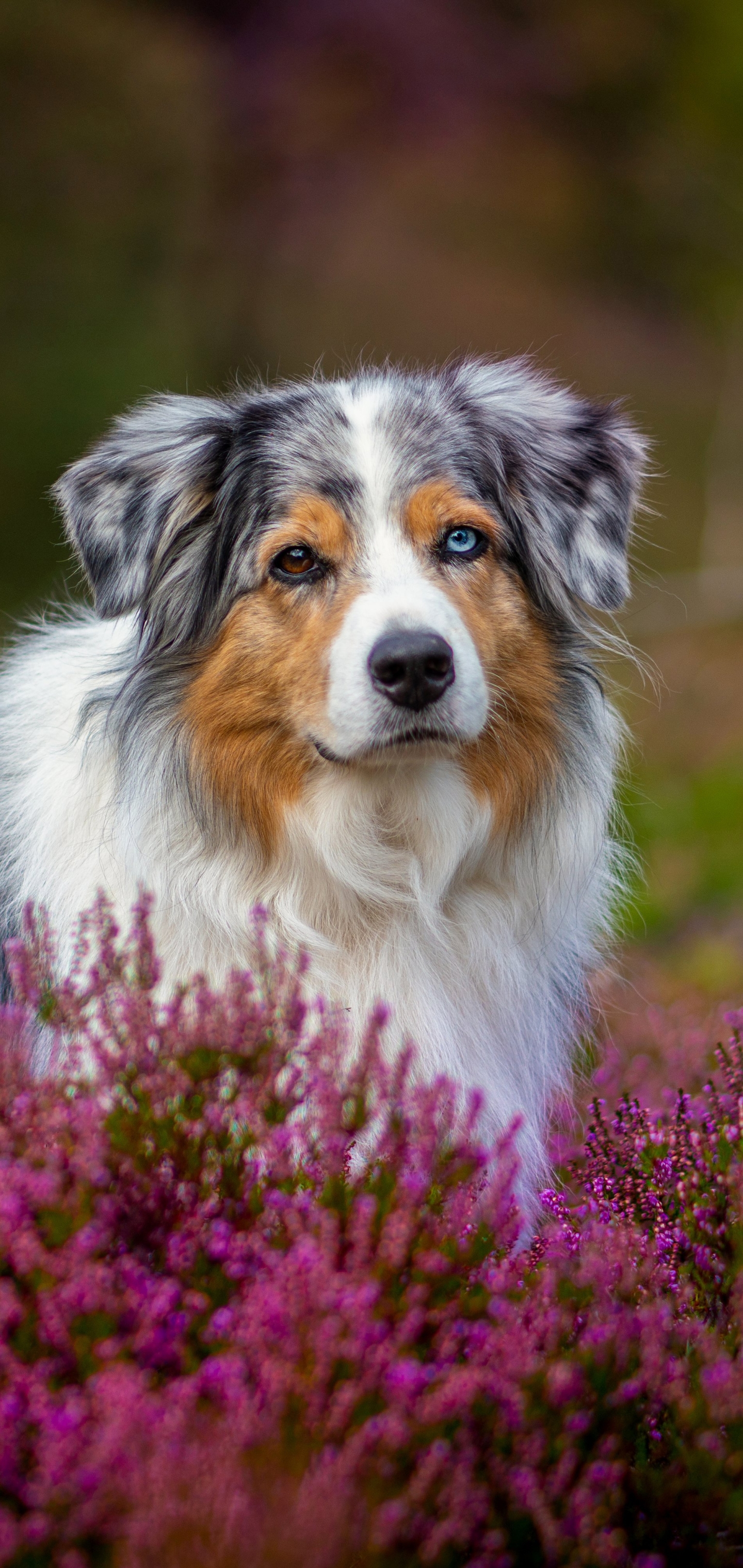 PCデスクトップに動物, ヘザー, 花, 犬, オーストラリアン シェパード画像を無料でダウンロード