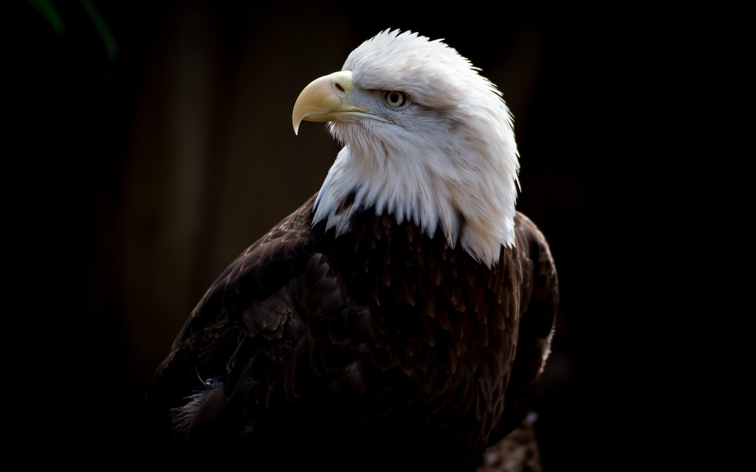 Baixar papel de parede para celular de Águia De Cabeça Branca, Aves, Animais gratuito.