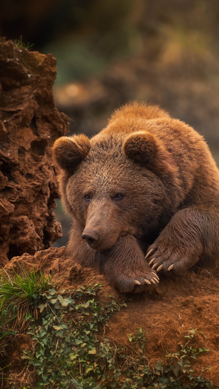 Download mobile wallpaper Bears, Bear, Animal for free.